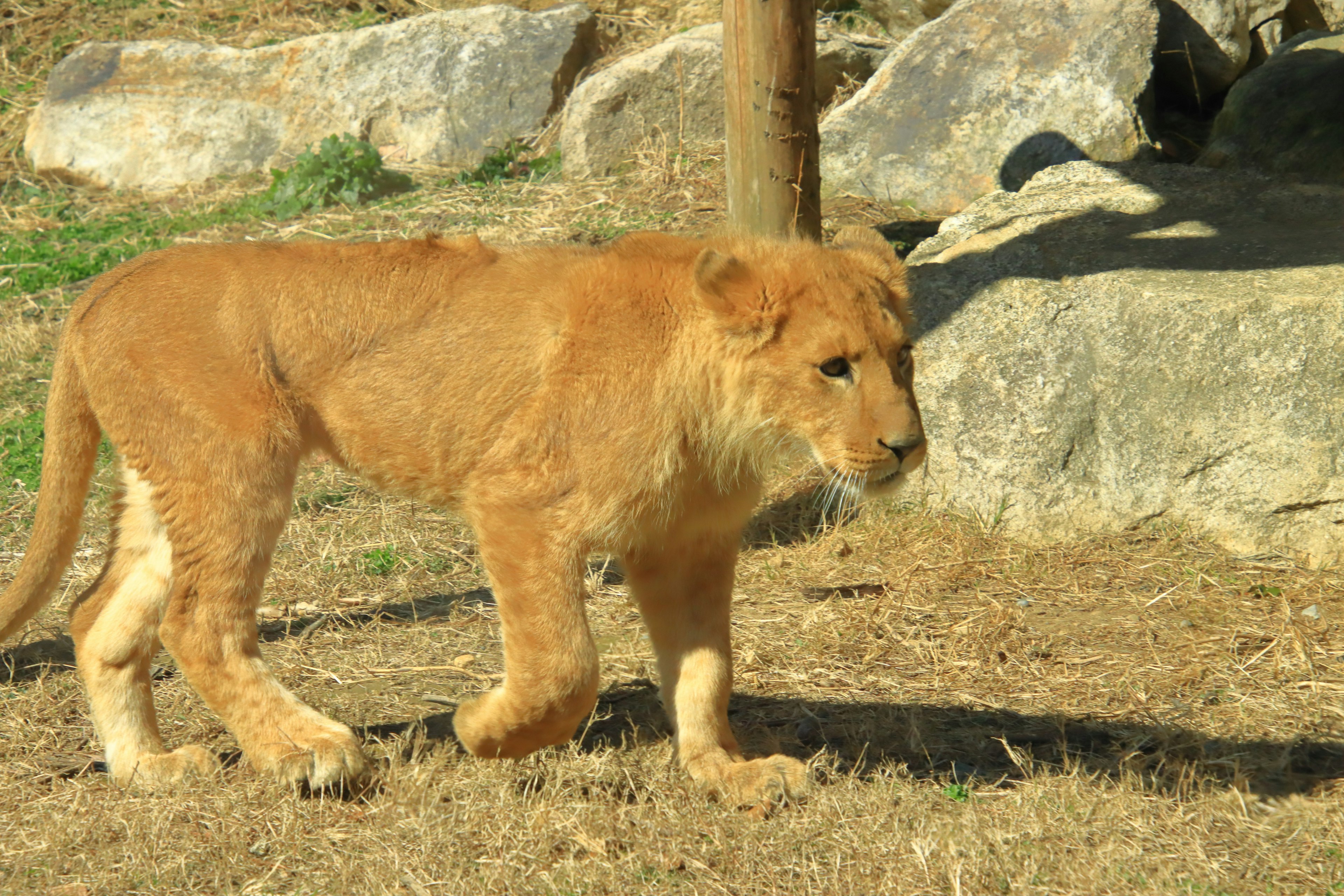 Un león joven caminando cerca de las rocas