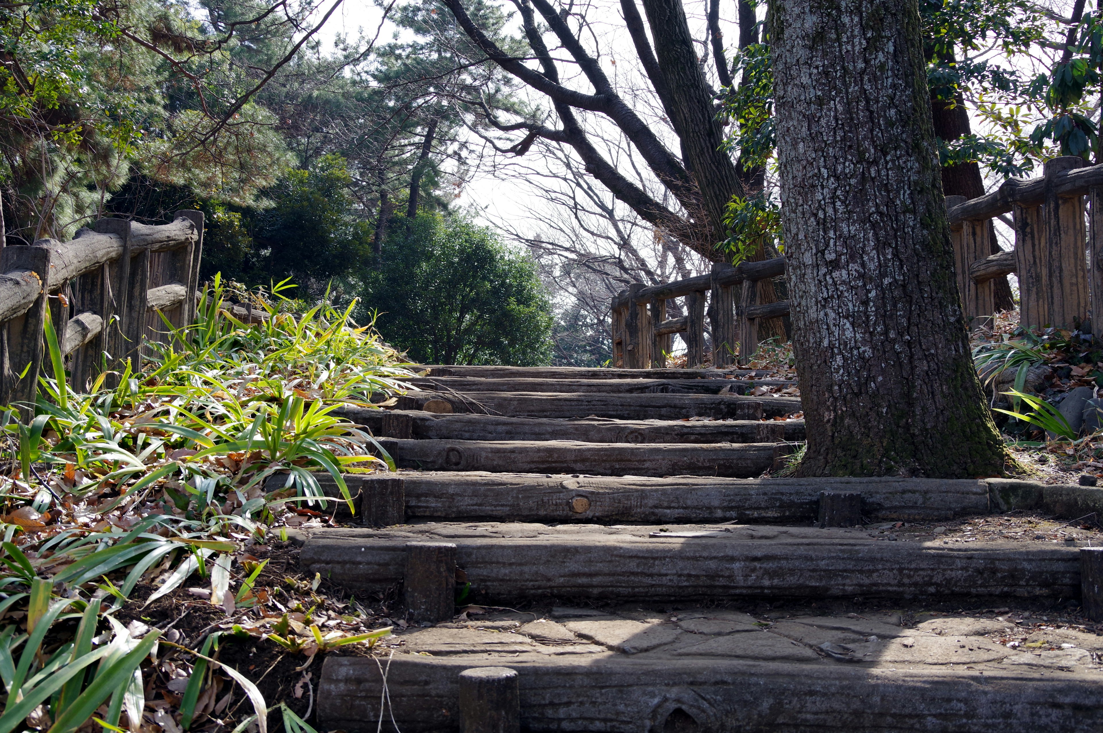 Wooden steps surrounded by greenery in a natural setting