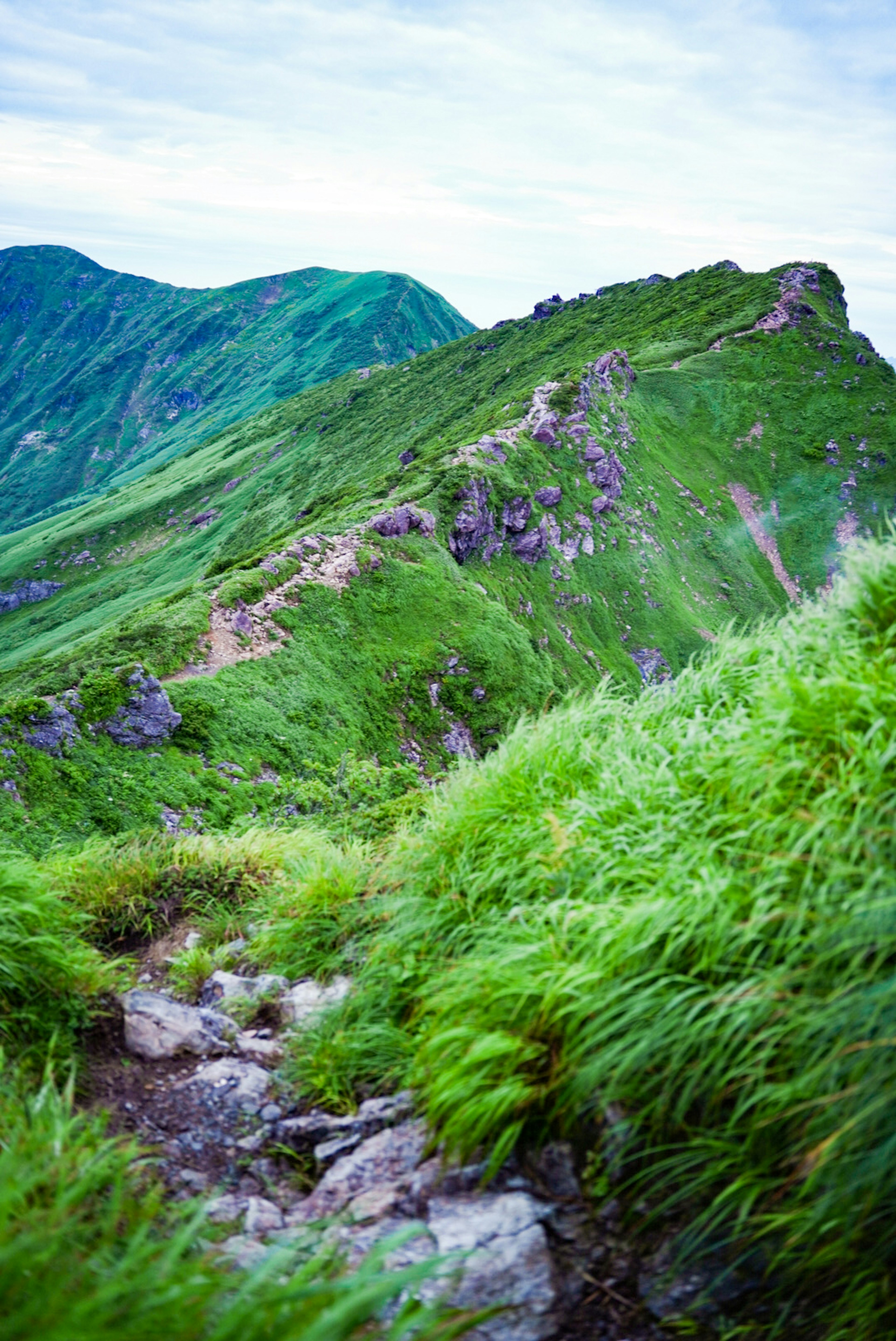 緑豊かな山のトレイルと草地の風景