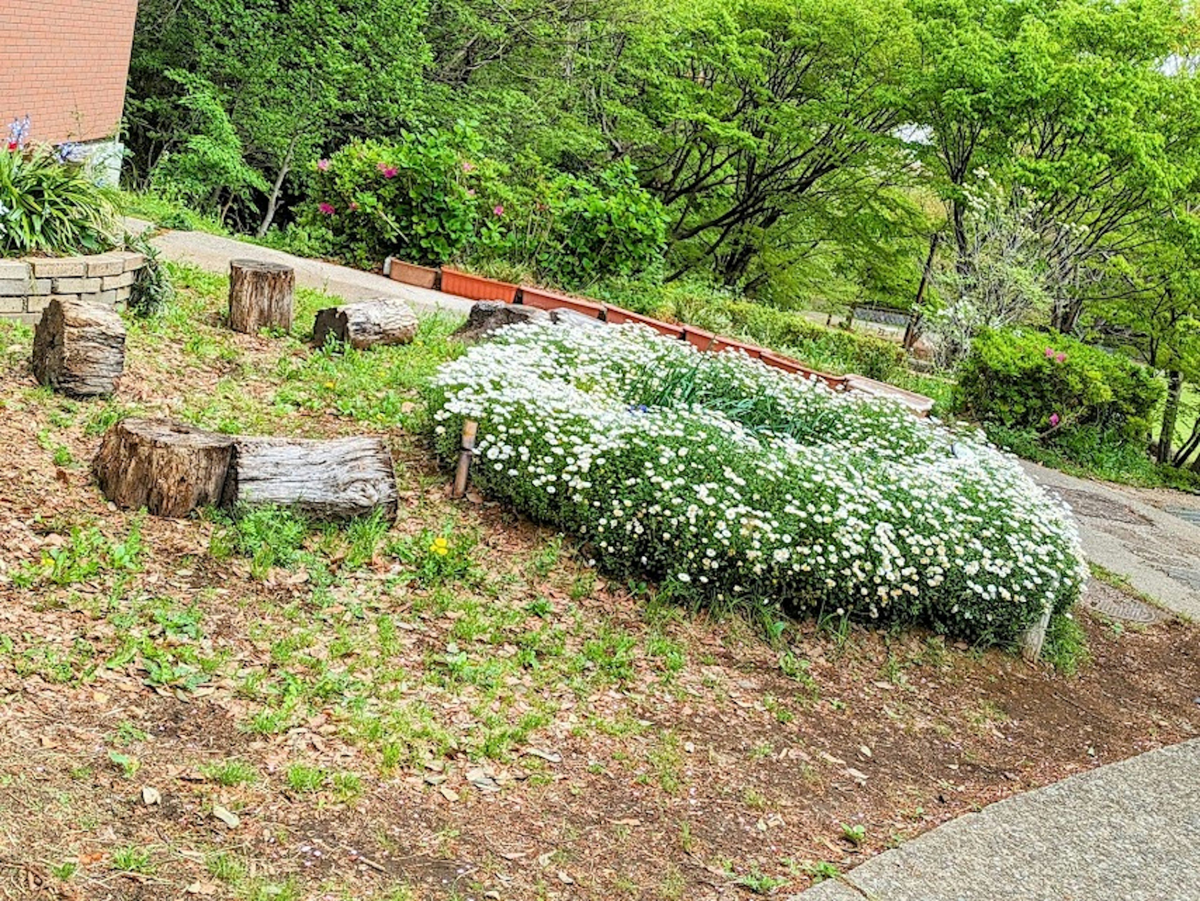 郁郁葱葱的花园中有白色花朵的圆形花坛和木桩