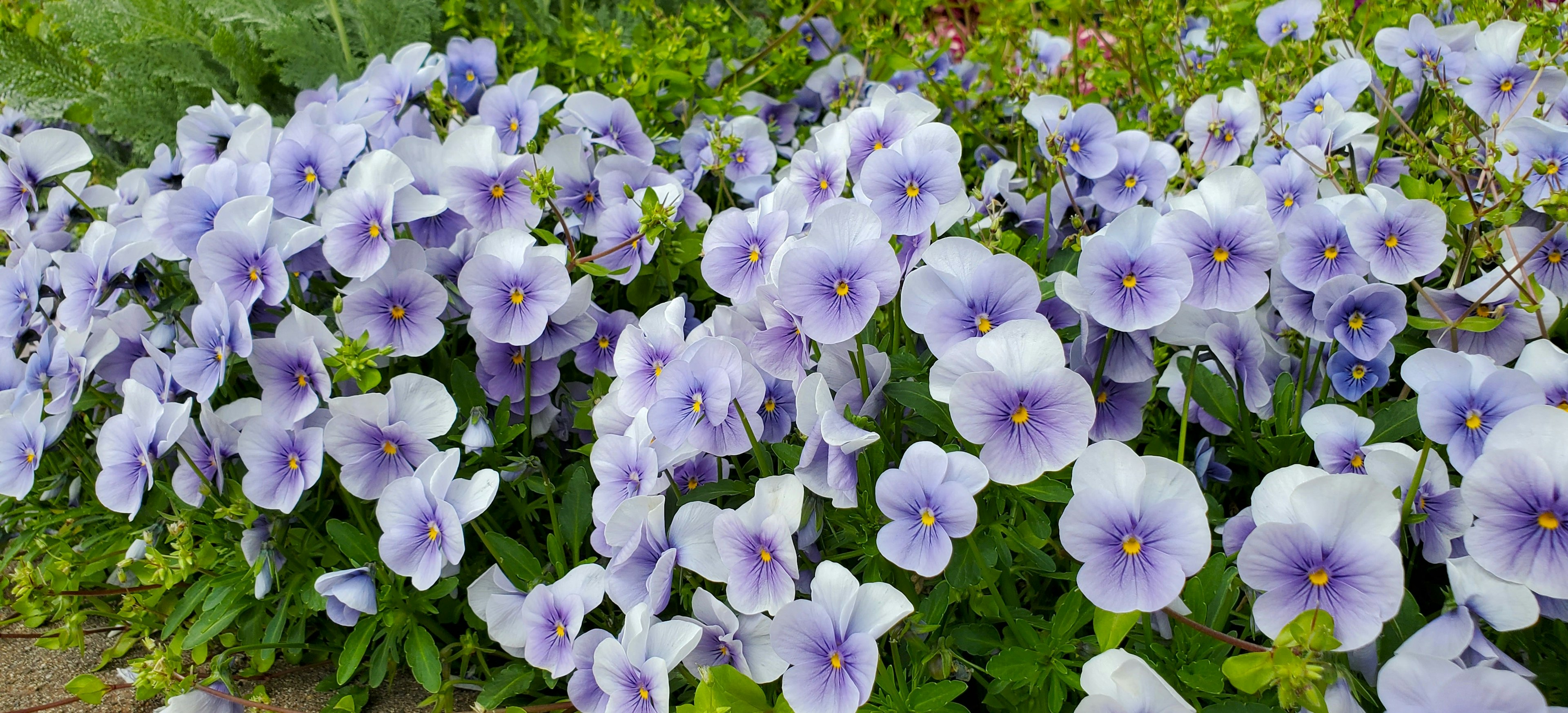 紫色のパンジーの花が咲く美しい花壇