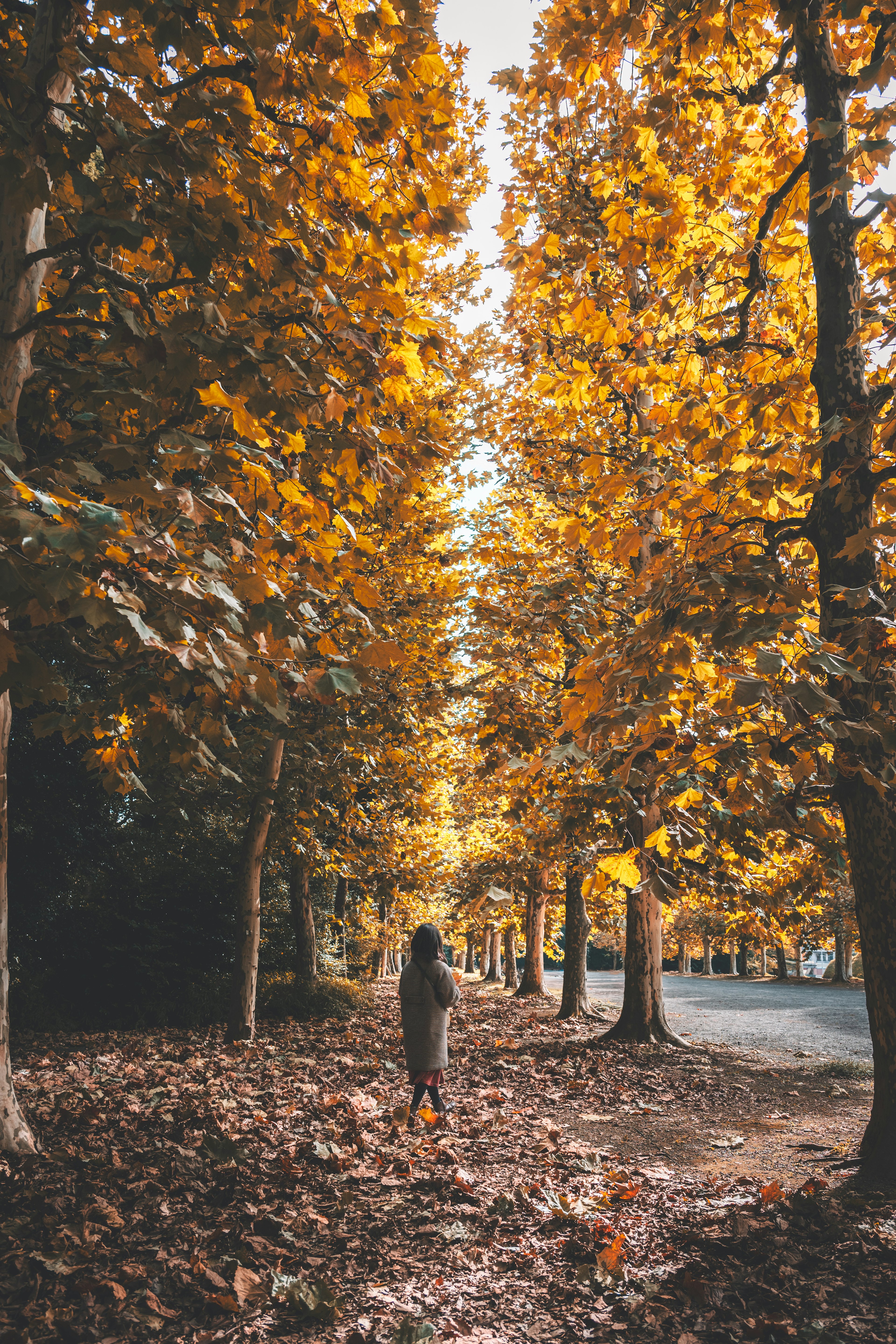 Femme marchant sur un chemin bordé d'arbres avec un beau feuillage d'automne