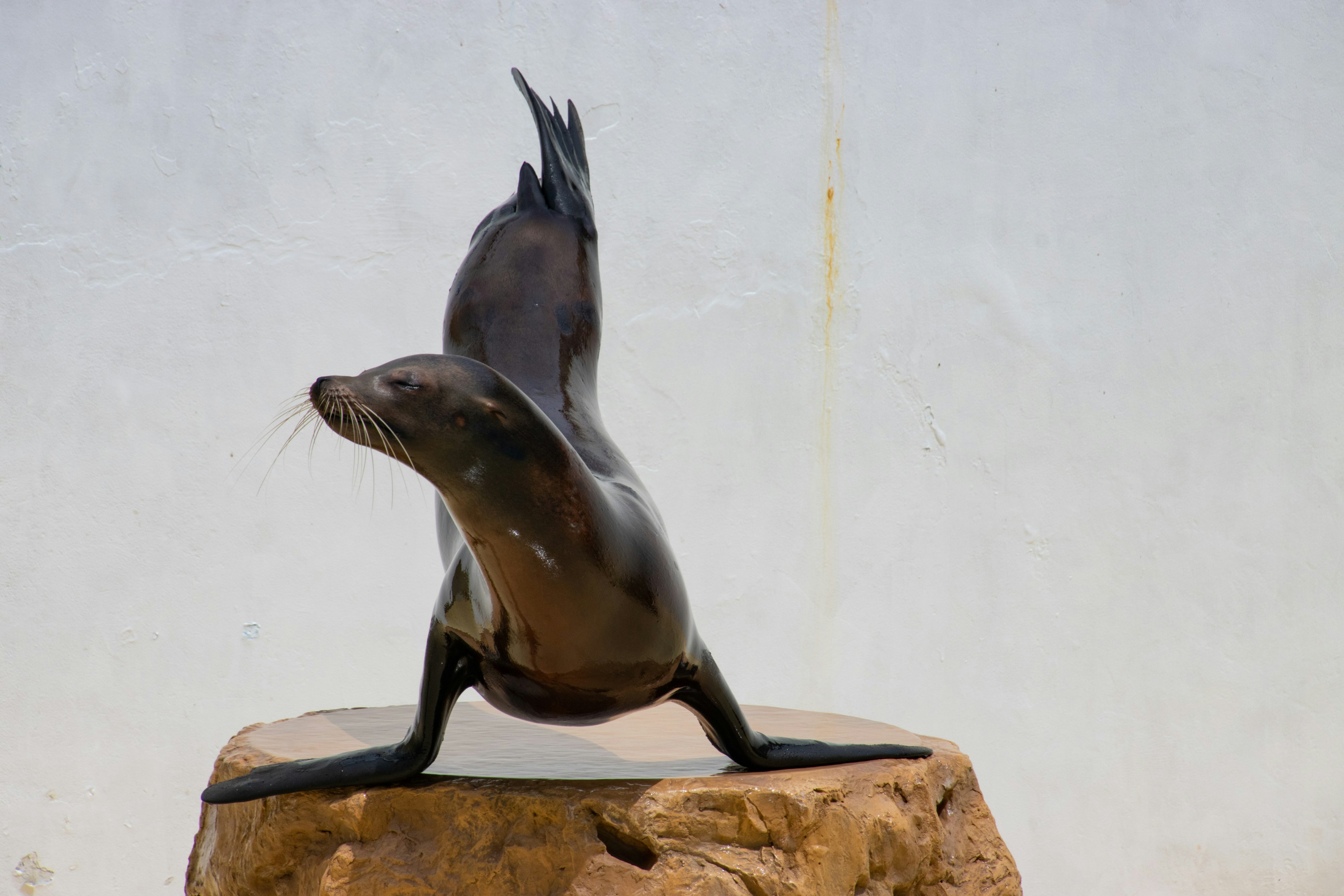 Seelöwe, der auf einem Felsen posiert