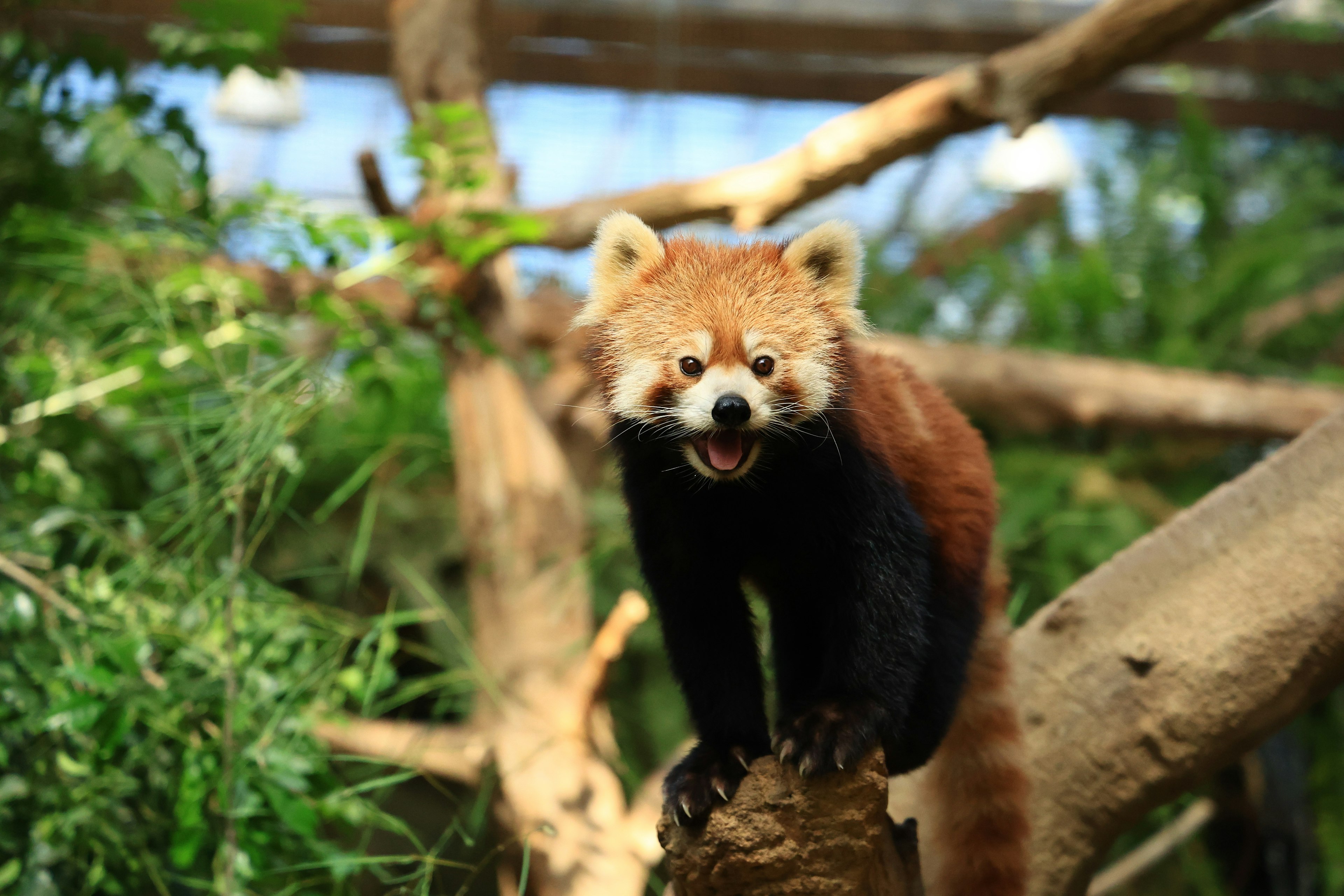 Seekor panda merah bertengger di dahan dikelilingi oleh vegetasi