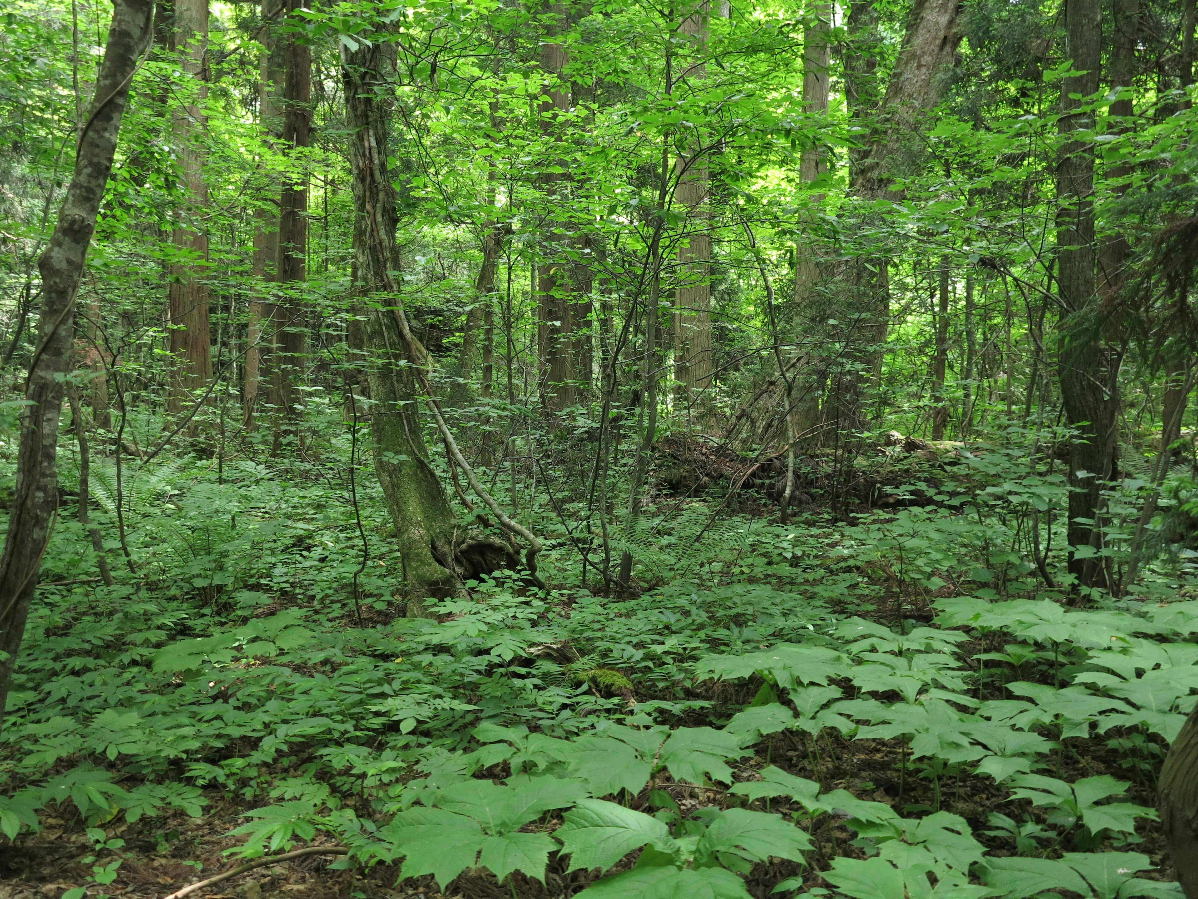 Scena di foresta verdeggiante con foglie abbondanti e luce che filtra tra gli alberi