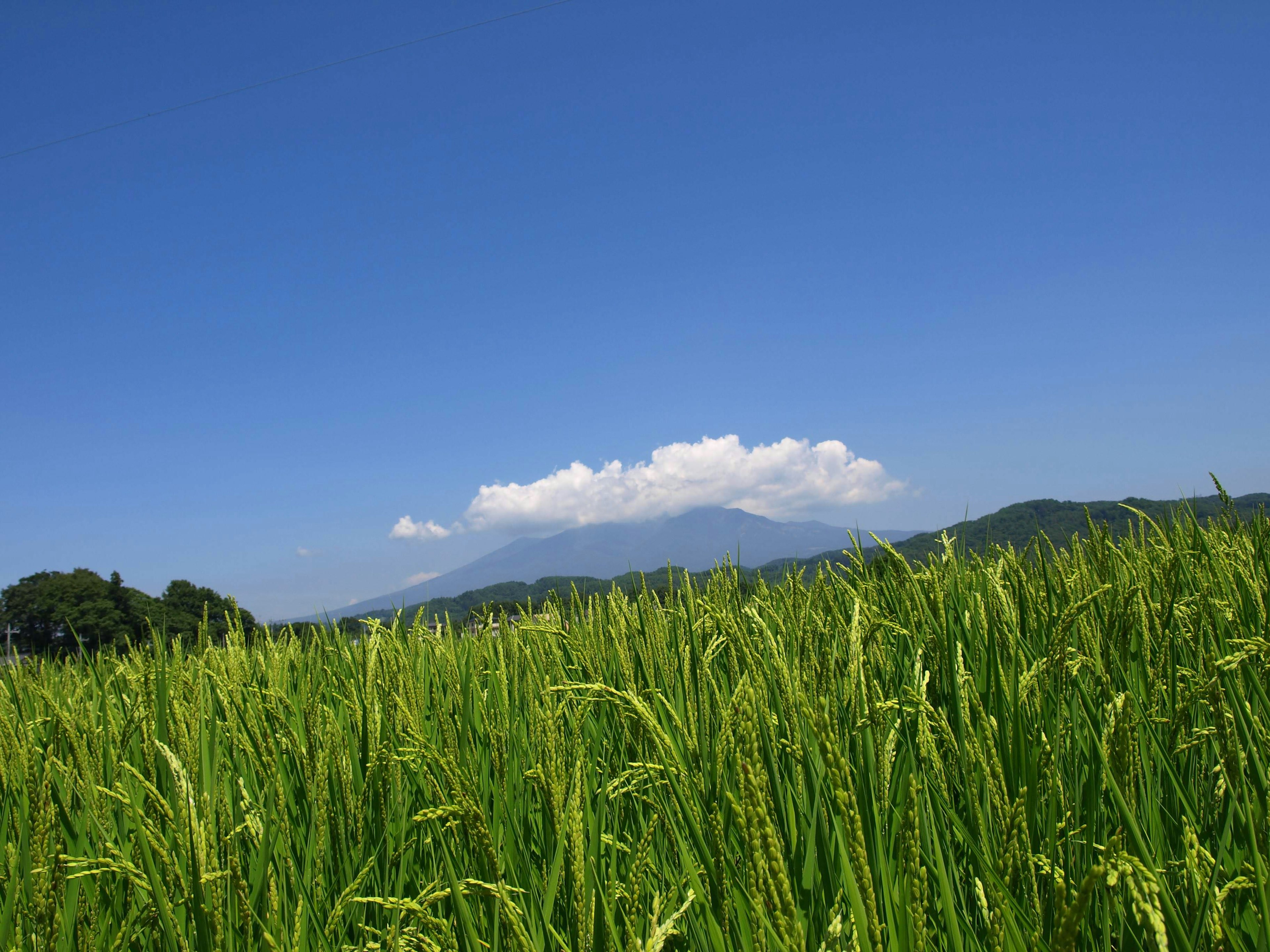 Campo de arroz verde exuberante bajo un cielo azul claro con nubes esponjosas