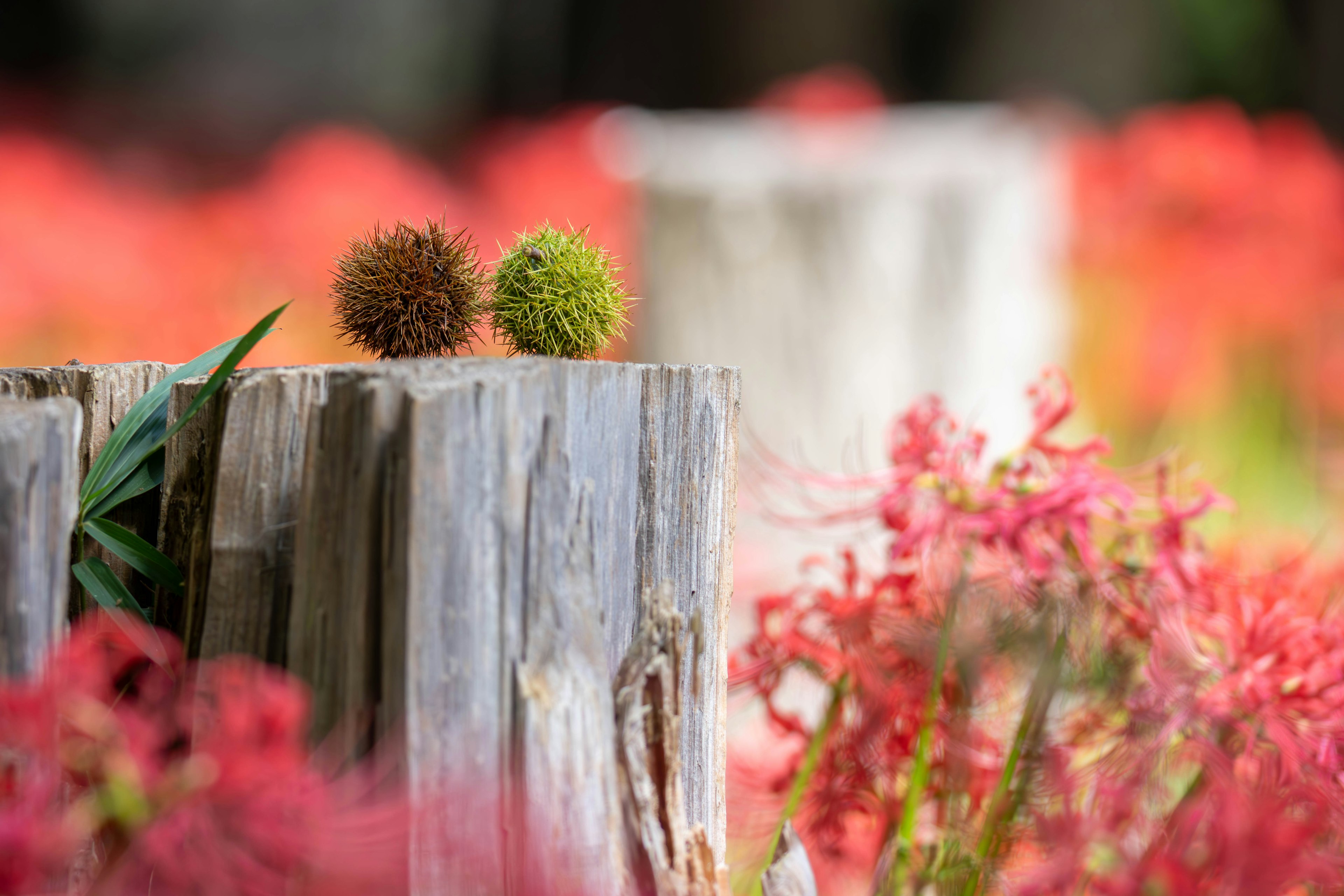 Zwei kugelförmige Objekte auf einem Holzstumpf vor einem Hintergrund aus roten Blumen