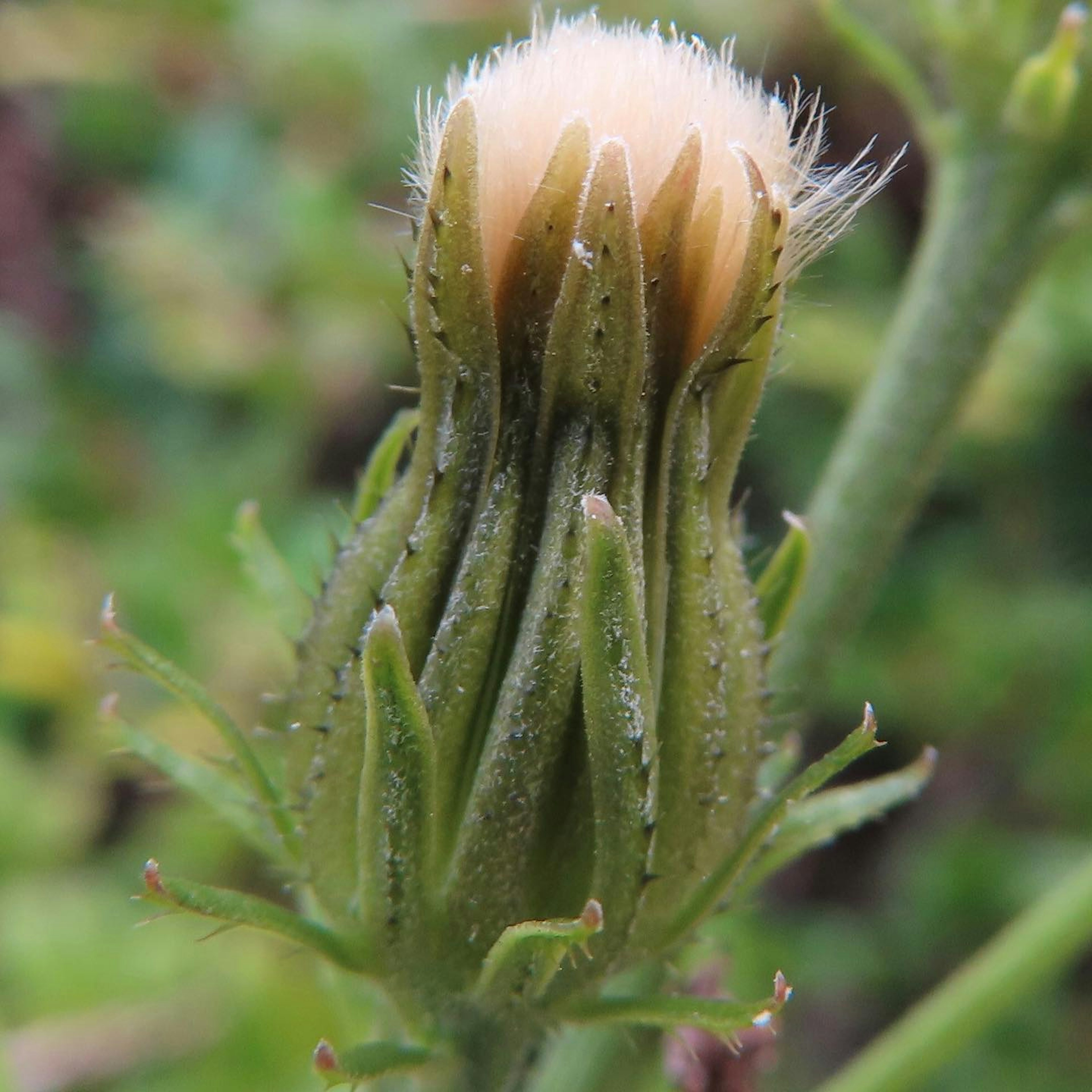 Bocciolo di pianta verde con punte bianche pelose