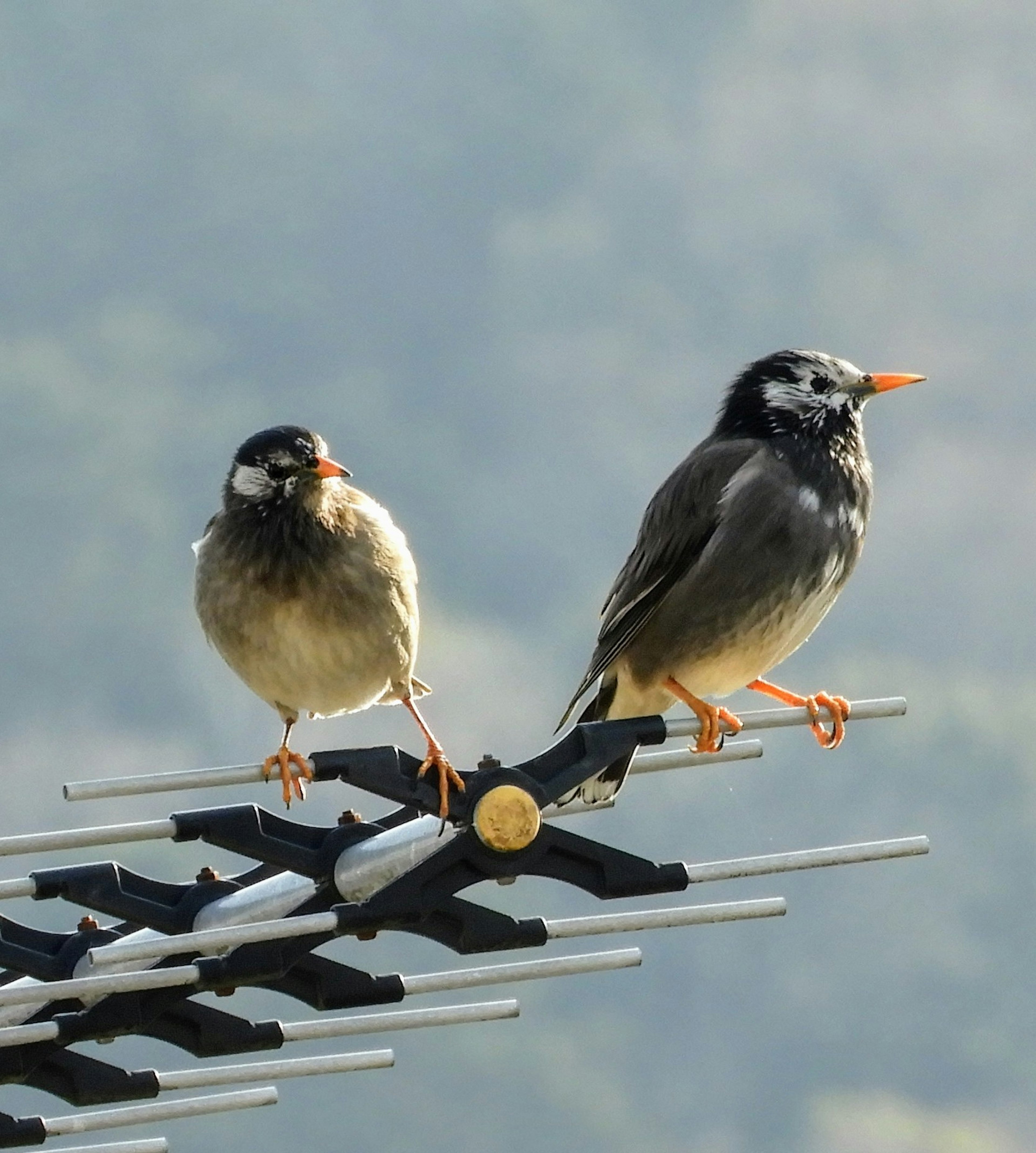 Two birds perched on an antenna