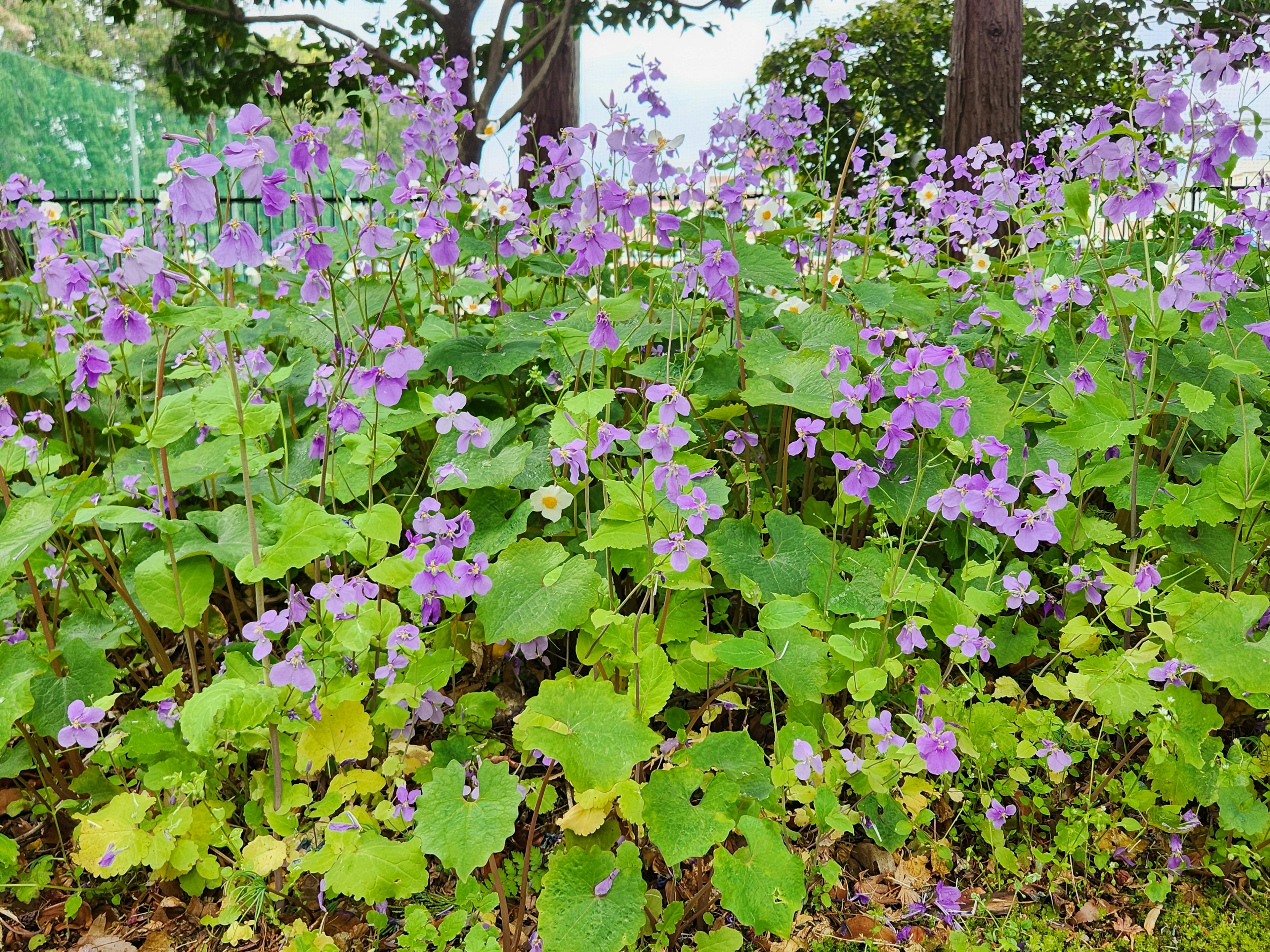 Foliage verde lussureggiante con fiori viola vibranti in un ambiente naturale