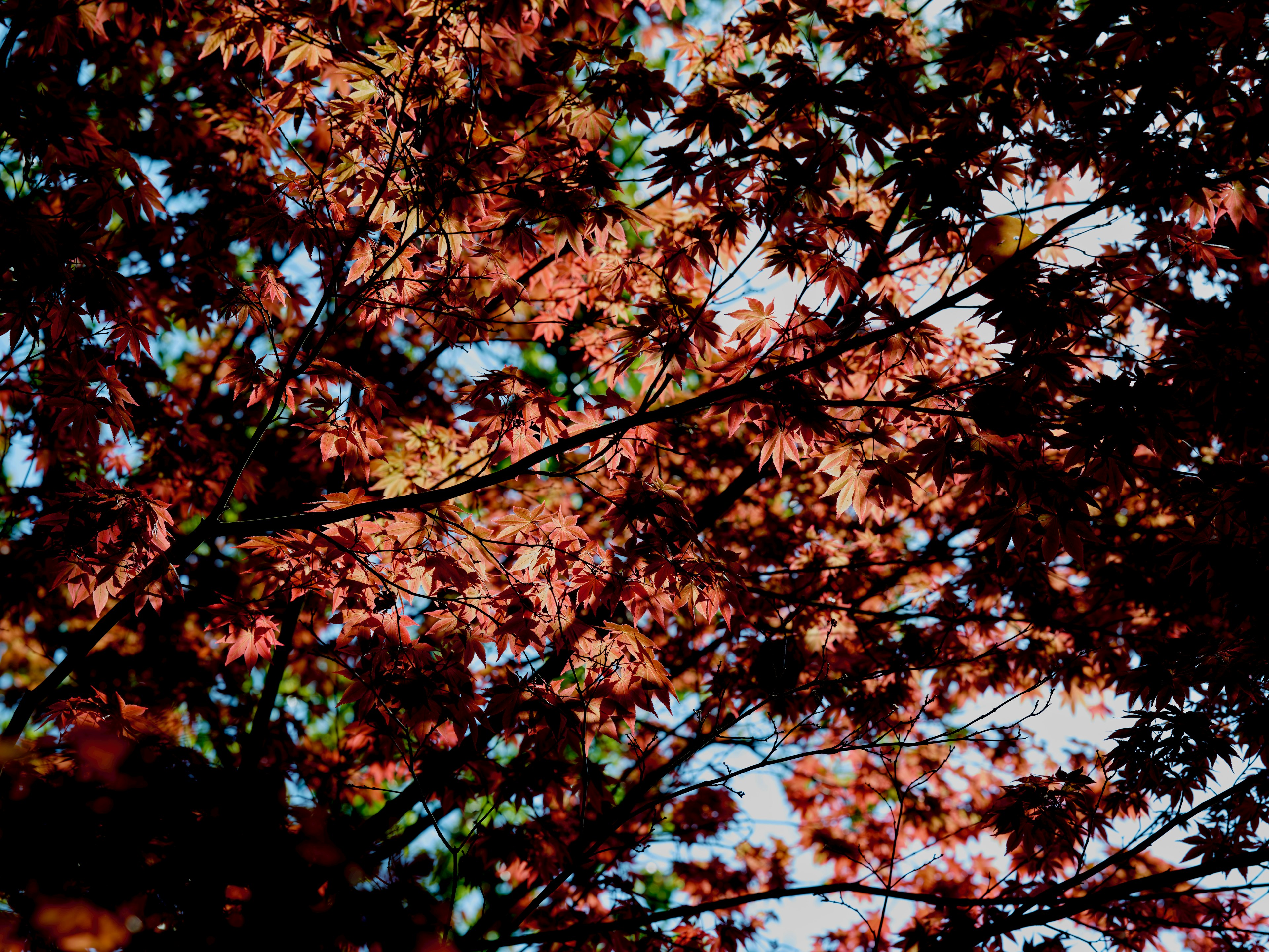 Lebendige rote und orange Herbstblätter vor blauem Himmel