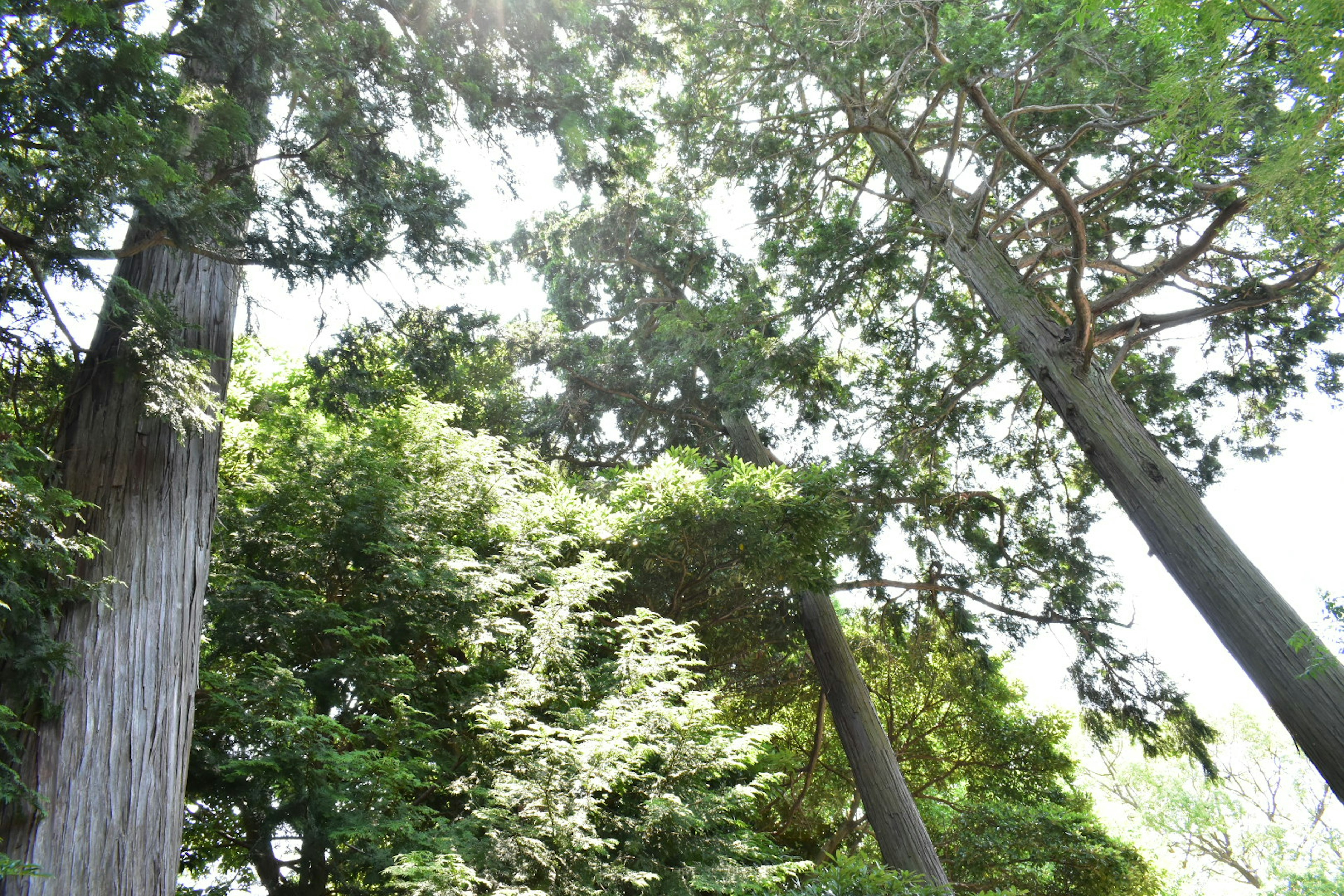 Arbres verts luxuriants dans une scène forestière avec la lumière du soleil filtrant