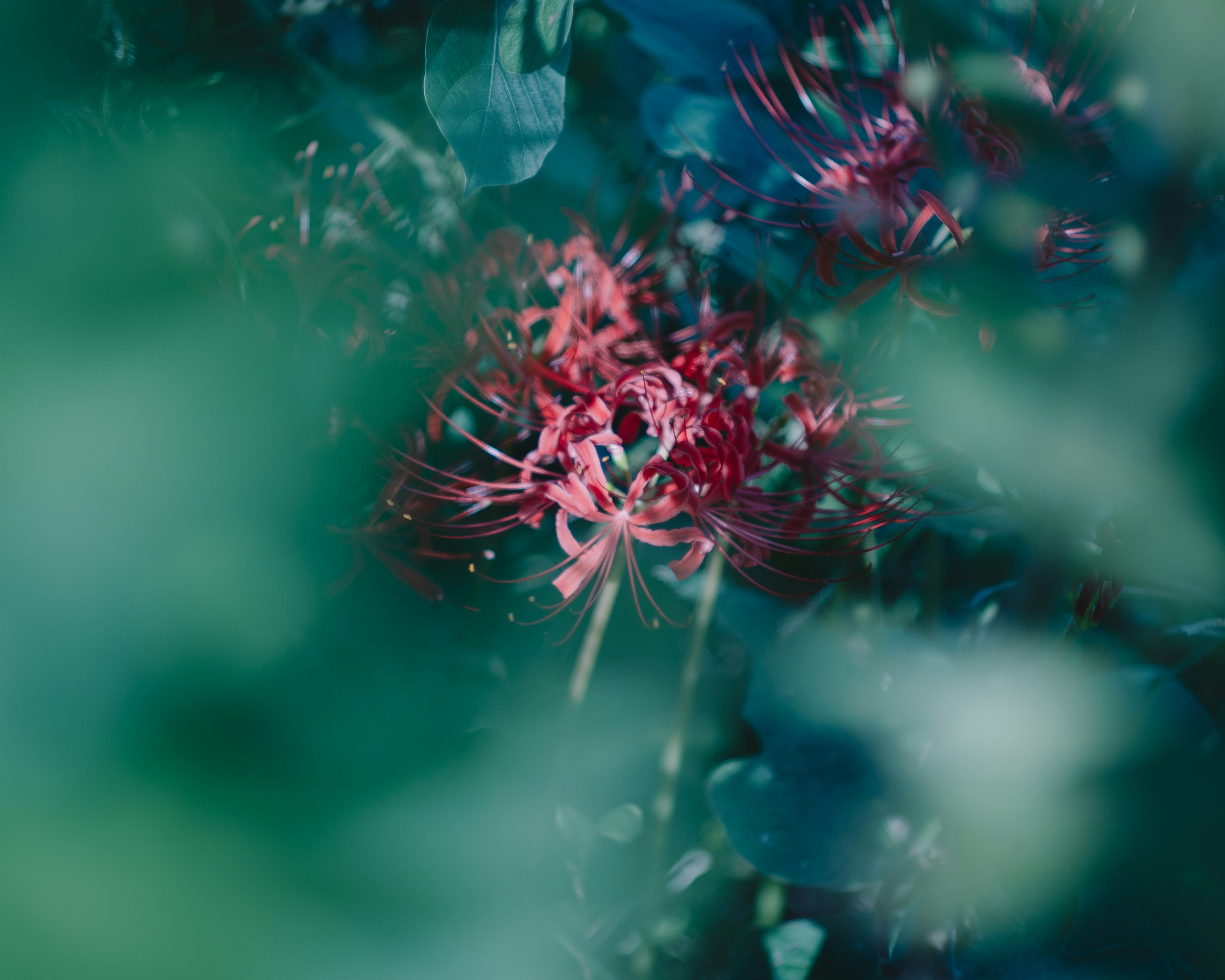 Une fleur rouge vibrante visible parmi des feuilles vertes dans un cadre naturel