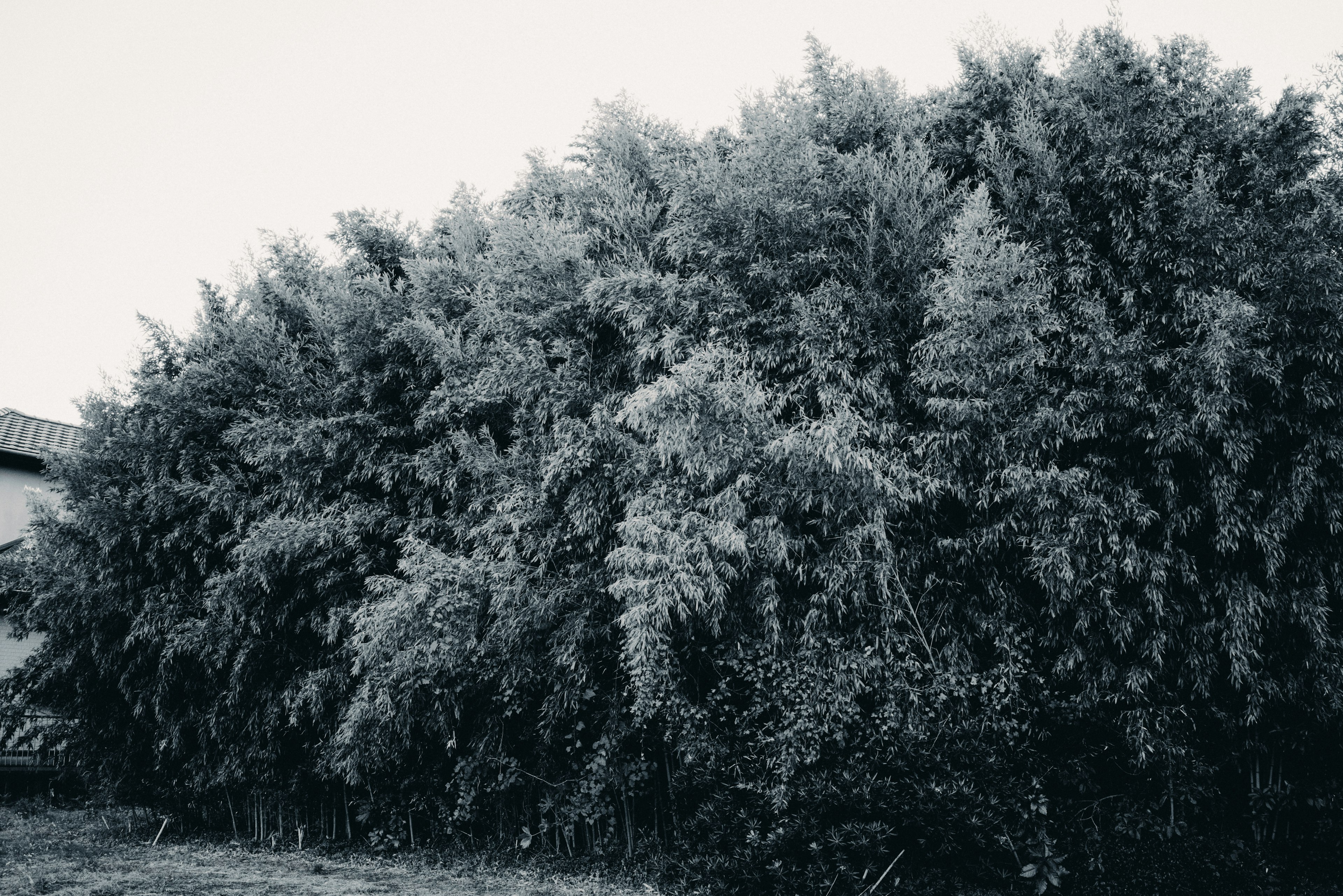 Üppige Vegetation einer dichten Hecke mit verschiedenen Baumarten