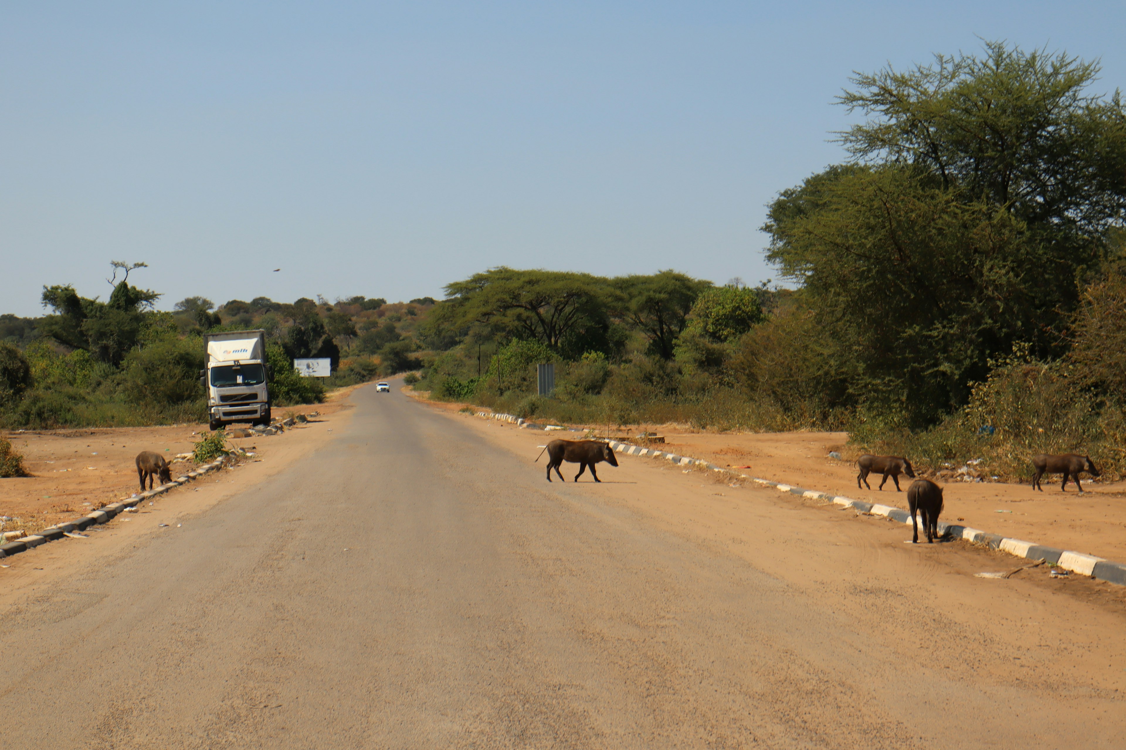 Animales salvajes cruzando una carretera pavimentada con vegetación circundante