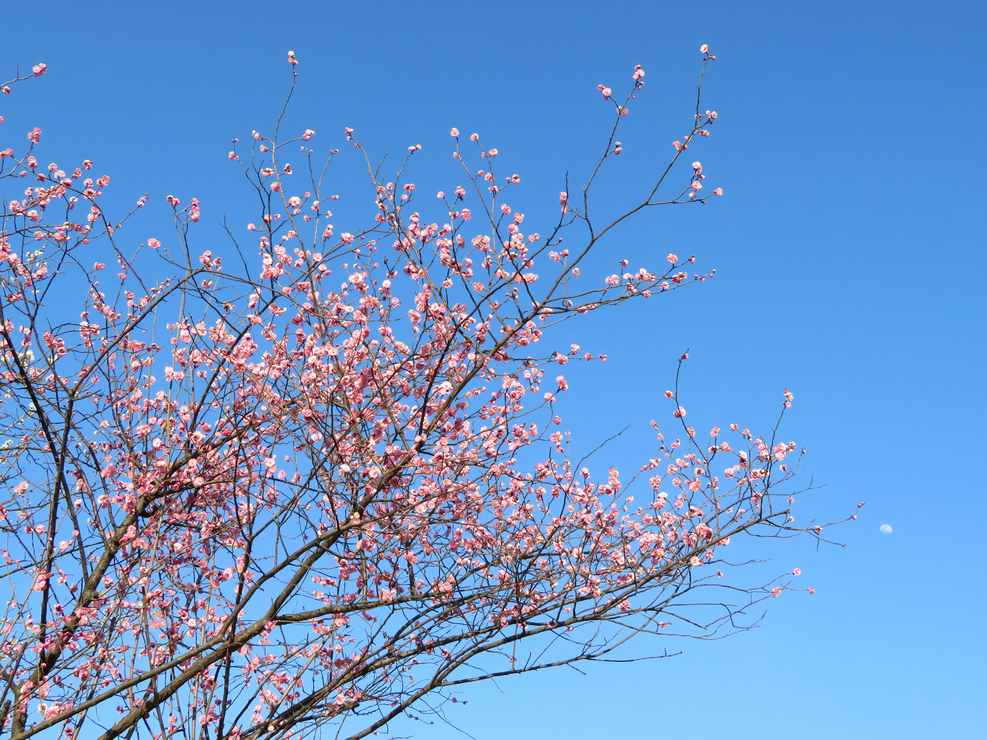 Ramas de flores de cerezo contra un cielo azul claro