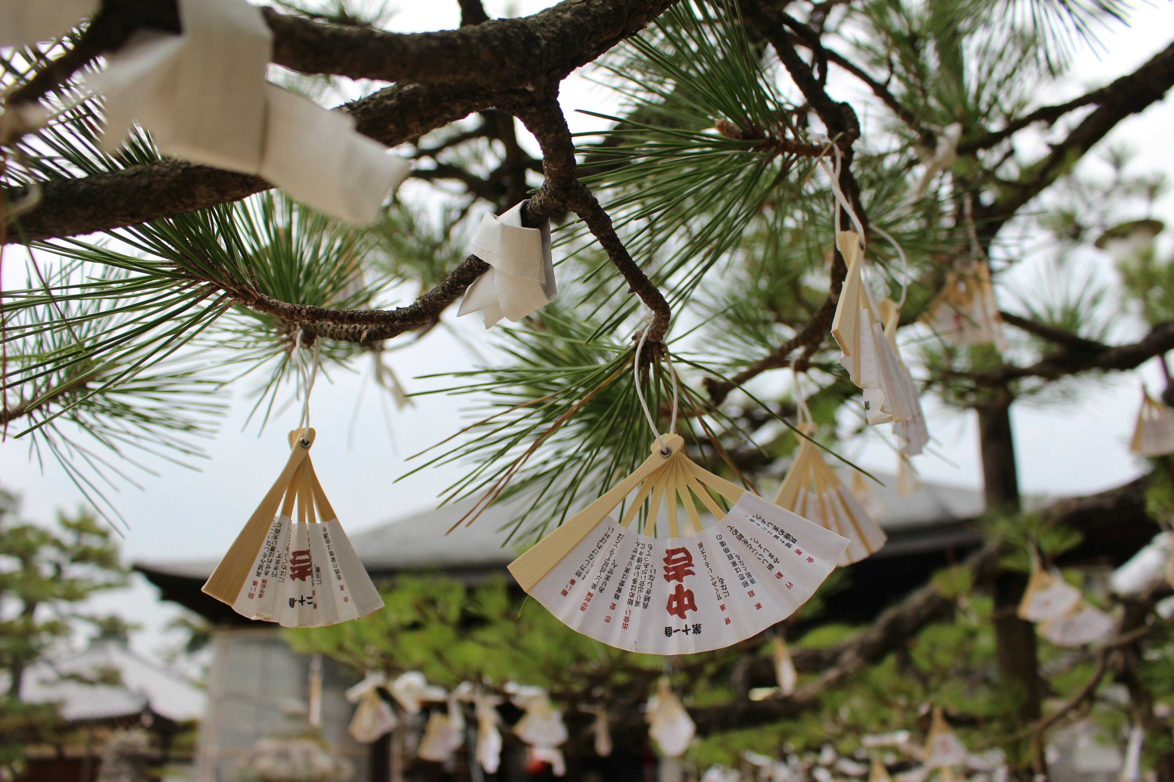 White omamori and fan-shaped charms hanging from a pine tree