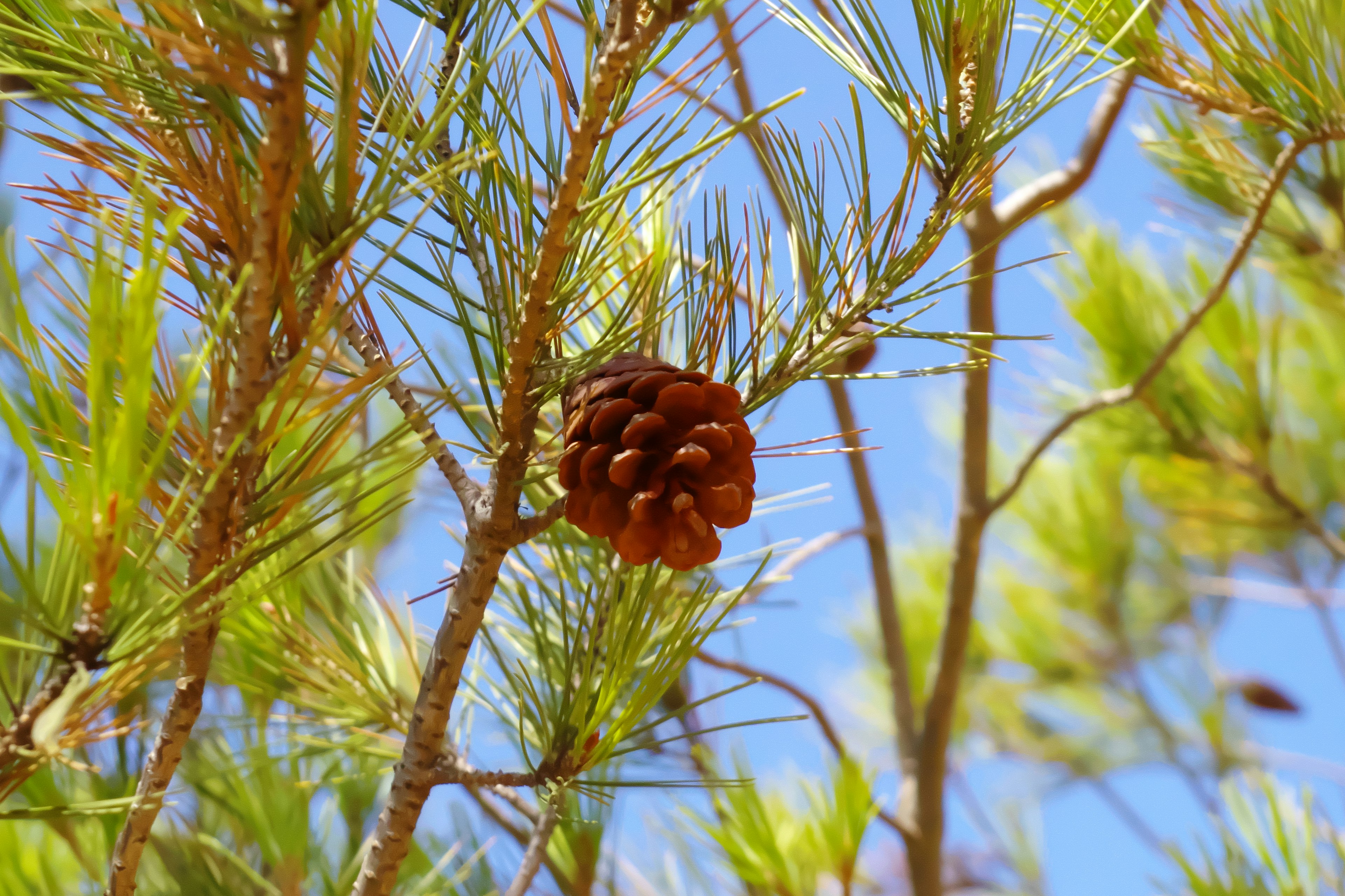 Pine cone hanging on a branch of a pine tree under a blue sky