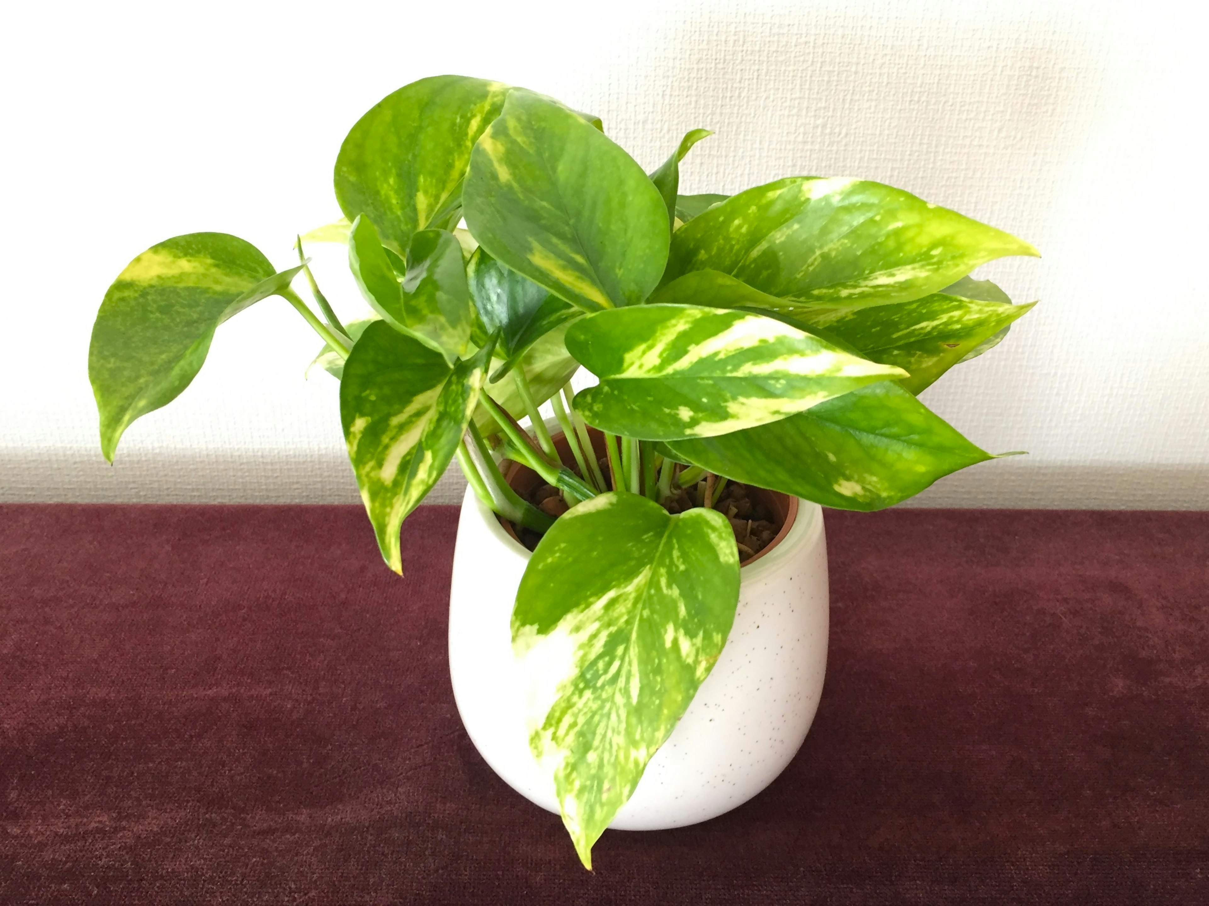 Planta Pothos con hojas verdes y amarillas en una maceta blanca