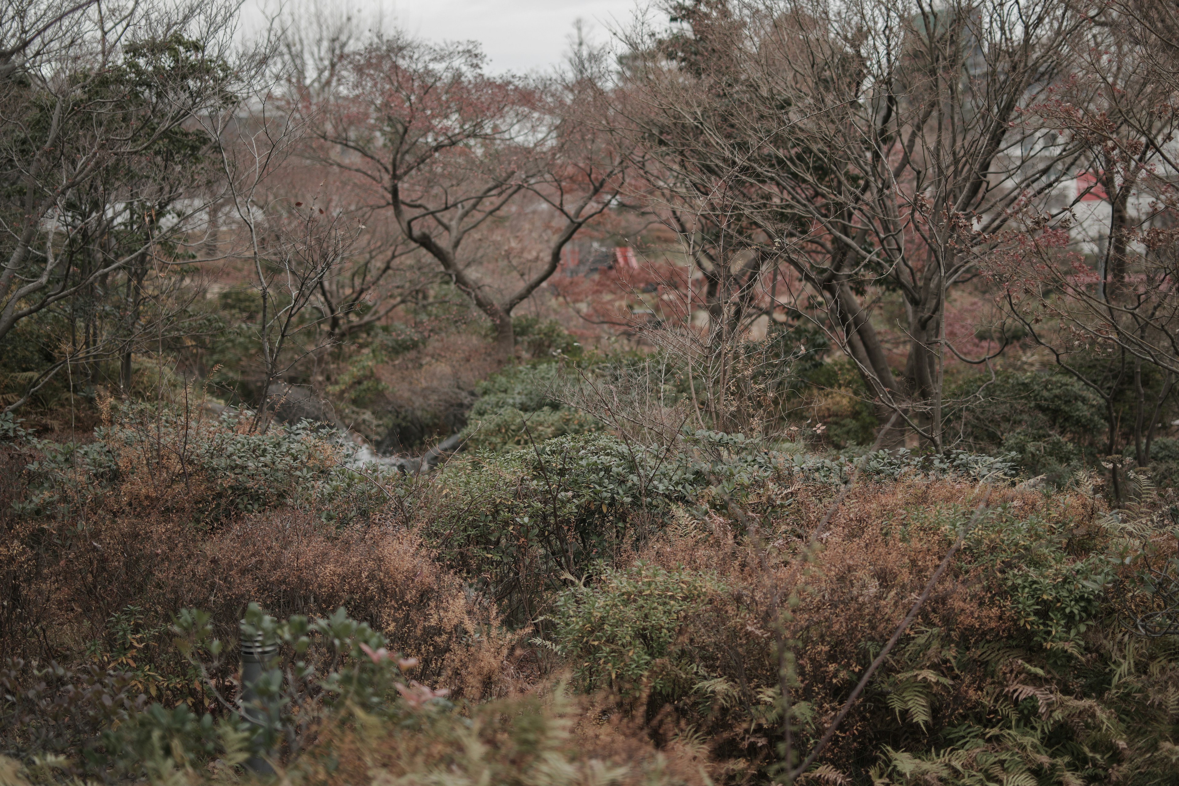 秋の風景に広がる枯れた木々と低い草木