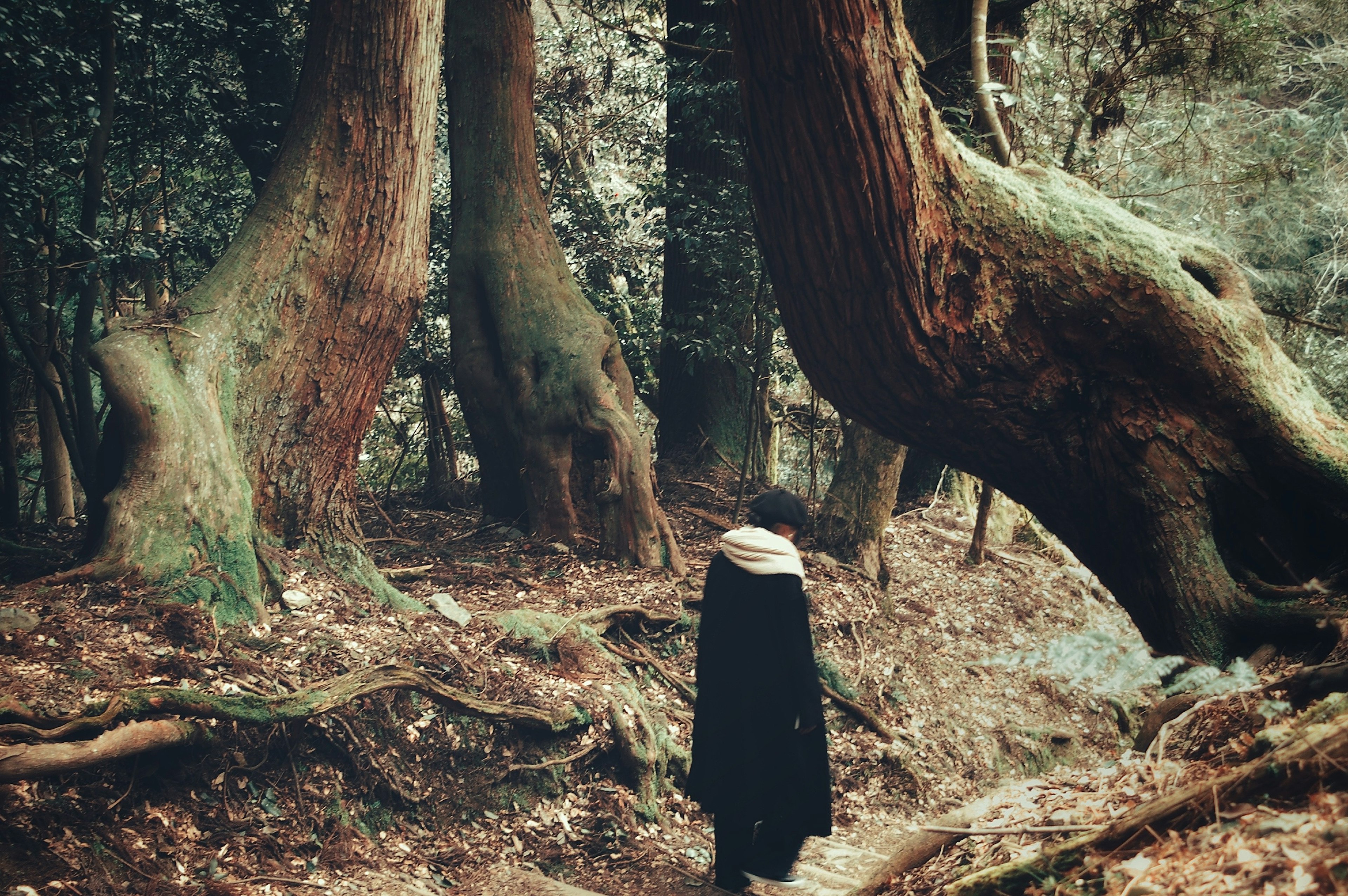 A figure walking through a tranquil forest surrounded by large trees