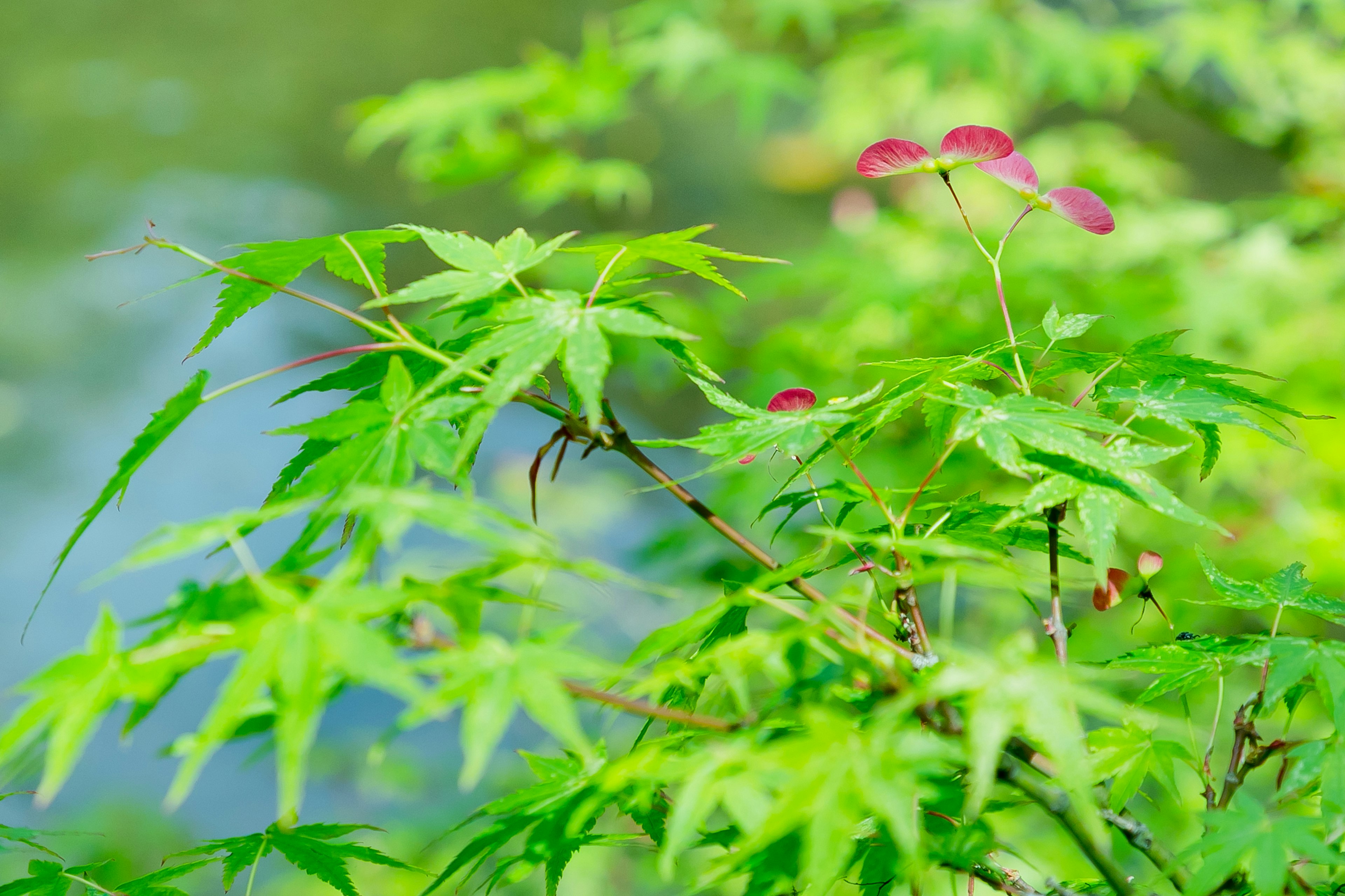 Maple branch with green leaves and red seeds near water