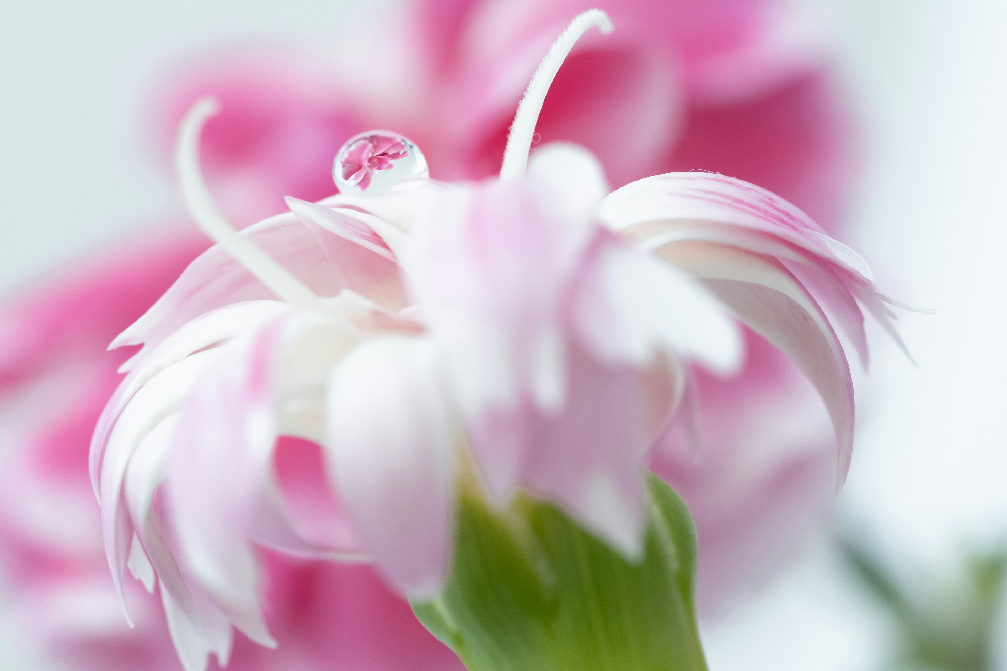 Primo piano di un bellissimo fiore rosa chiaro con una goccia d'acqua luccicante