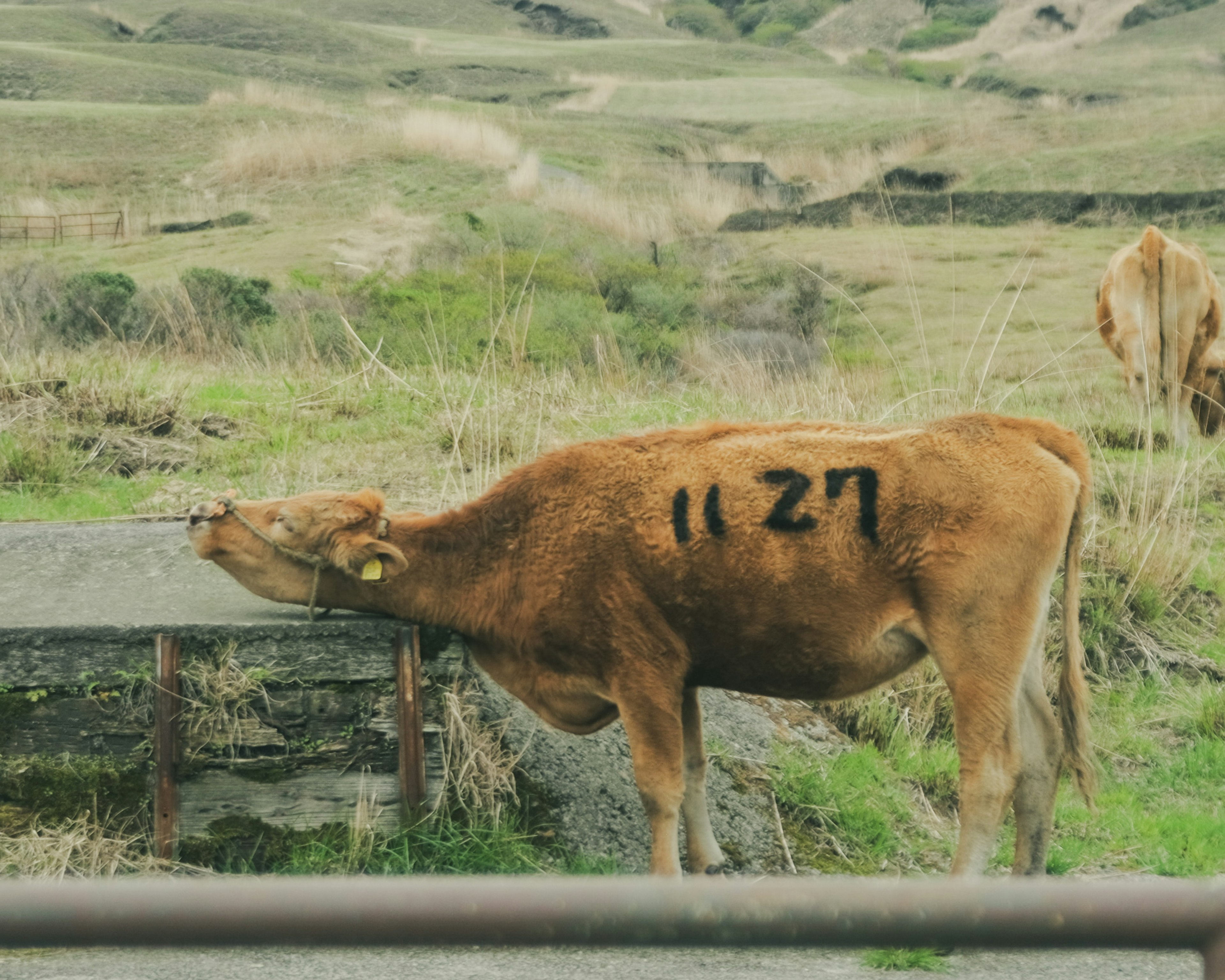 Une vache buvant de l'eau dans un champ verdoyant avec des numéros noirs peints sur son flanc