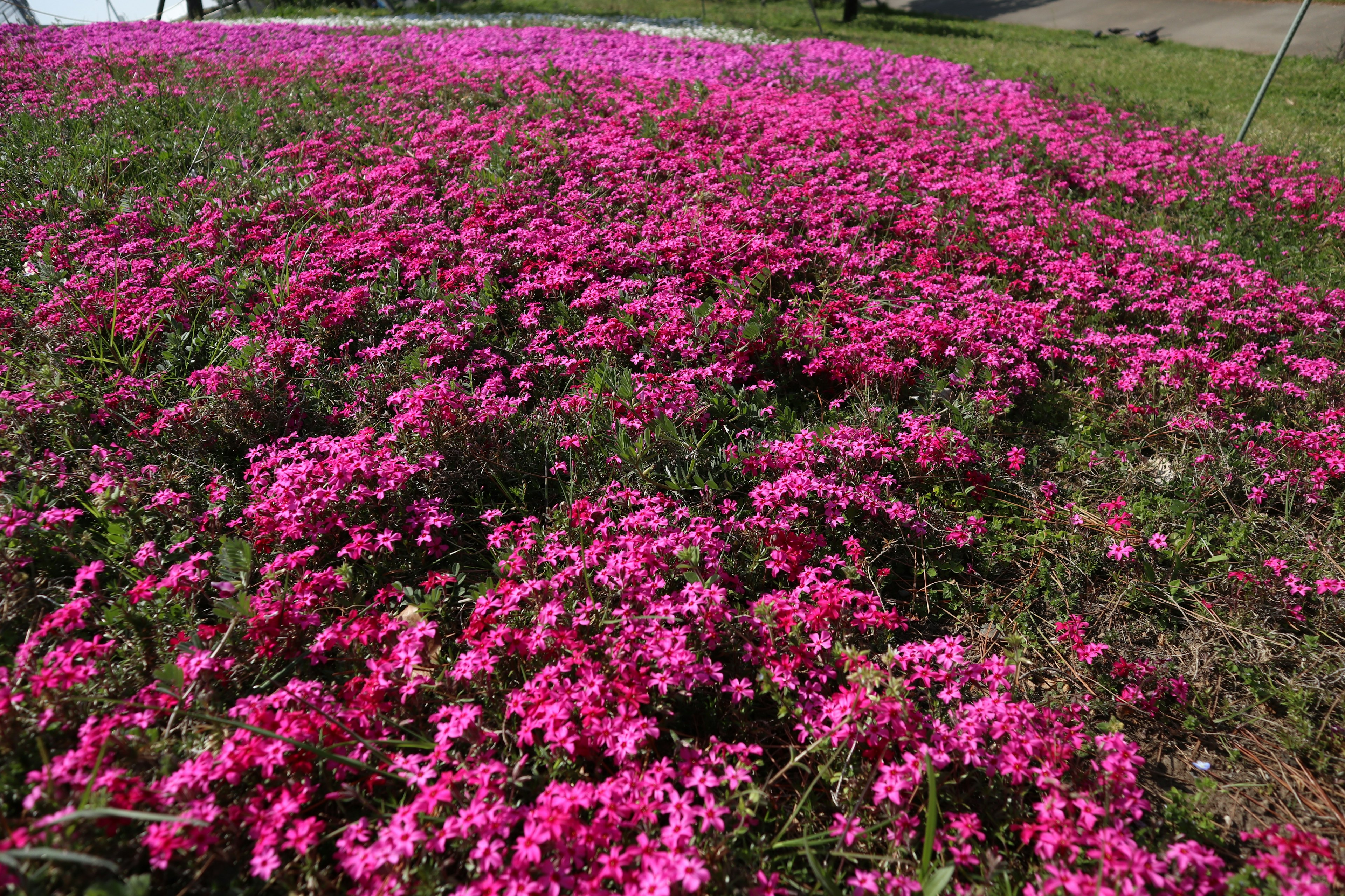 Flores rosas vibrantes cubriendo un paisaje