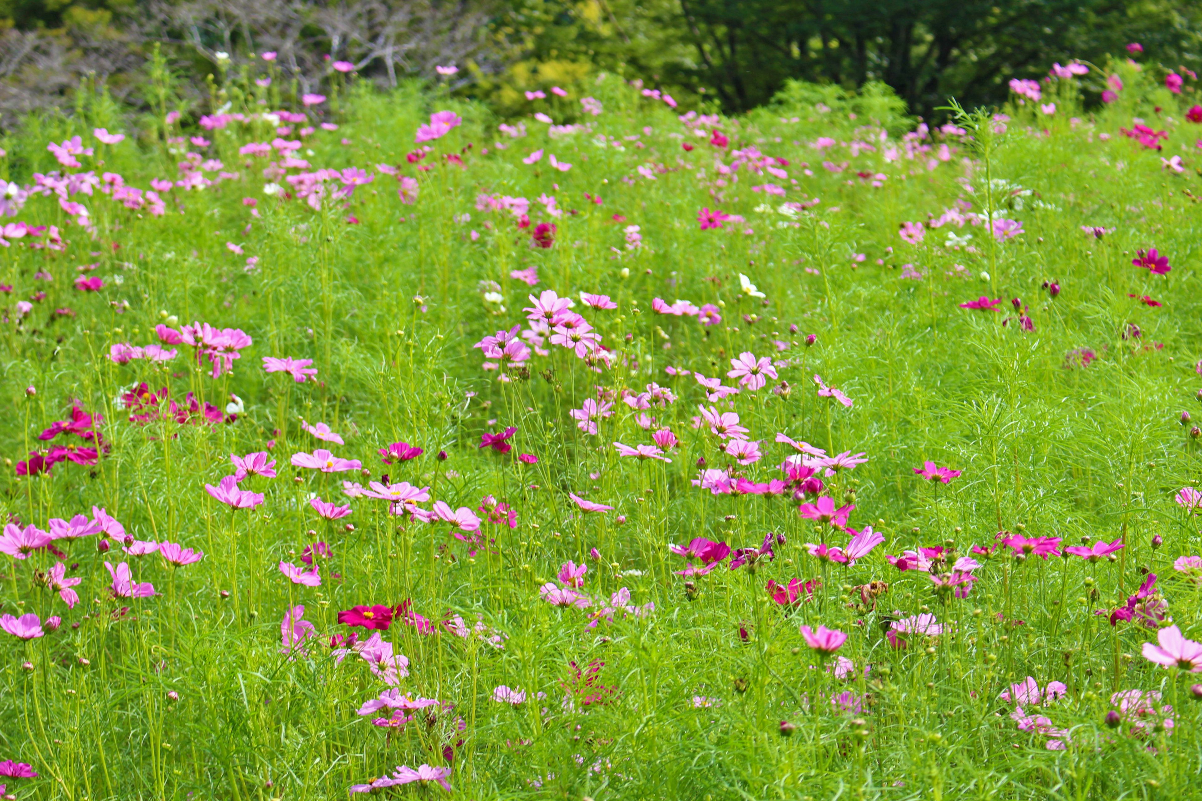 Pink and purple cosmos flowers blooming in a green meadow