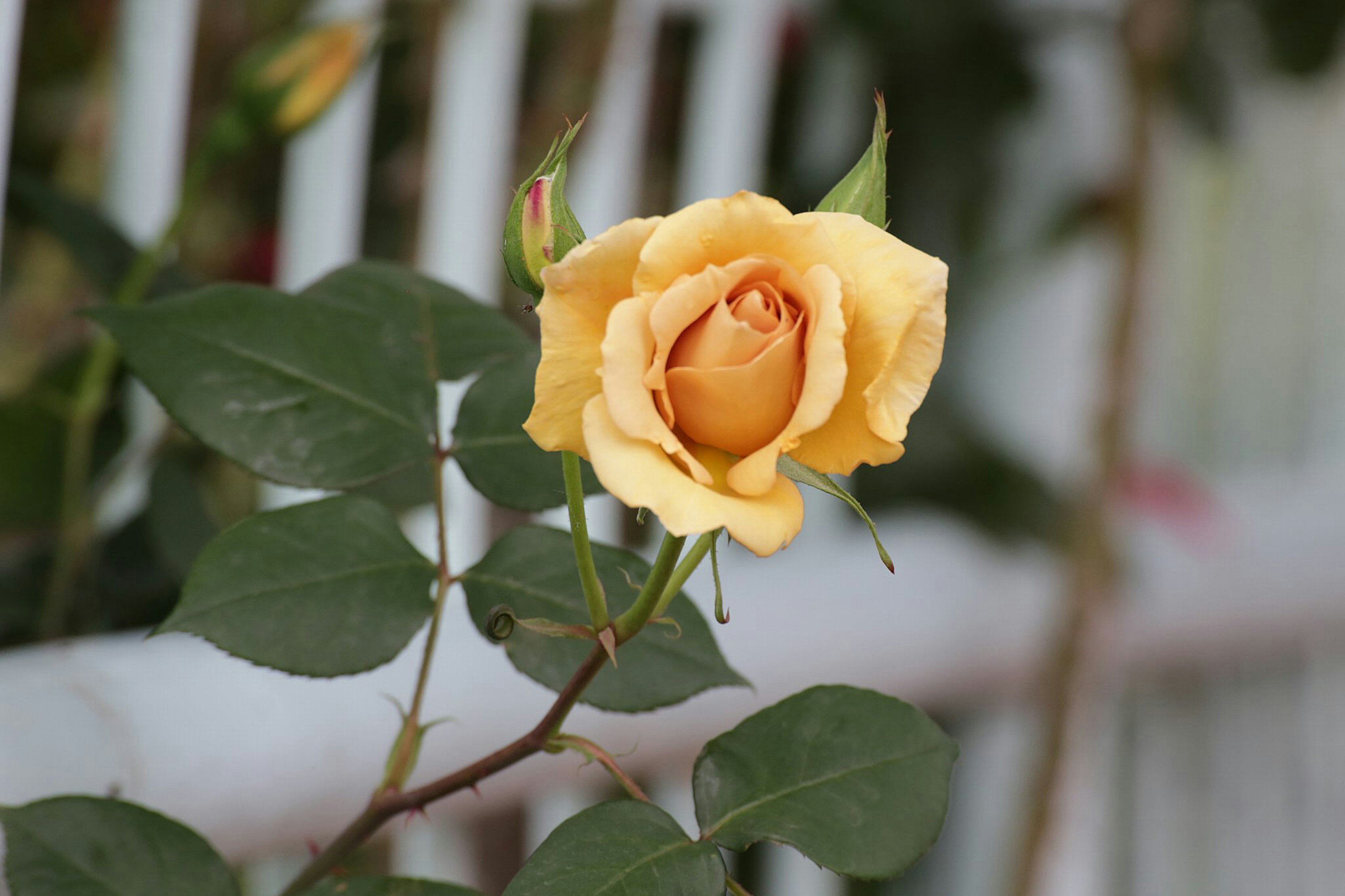 Una rosa gialla in fiore su un gambo verde