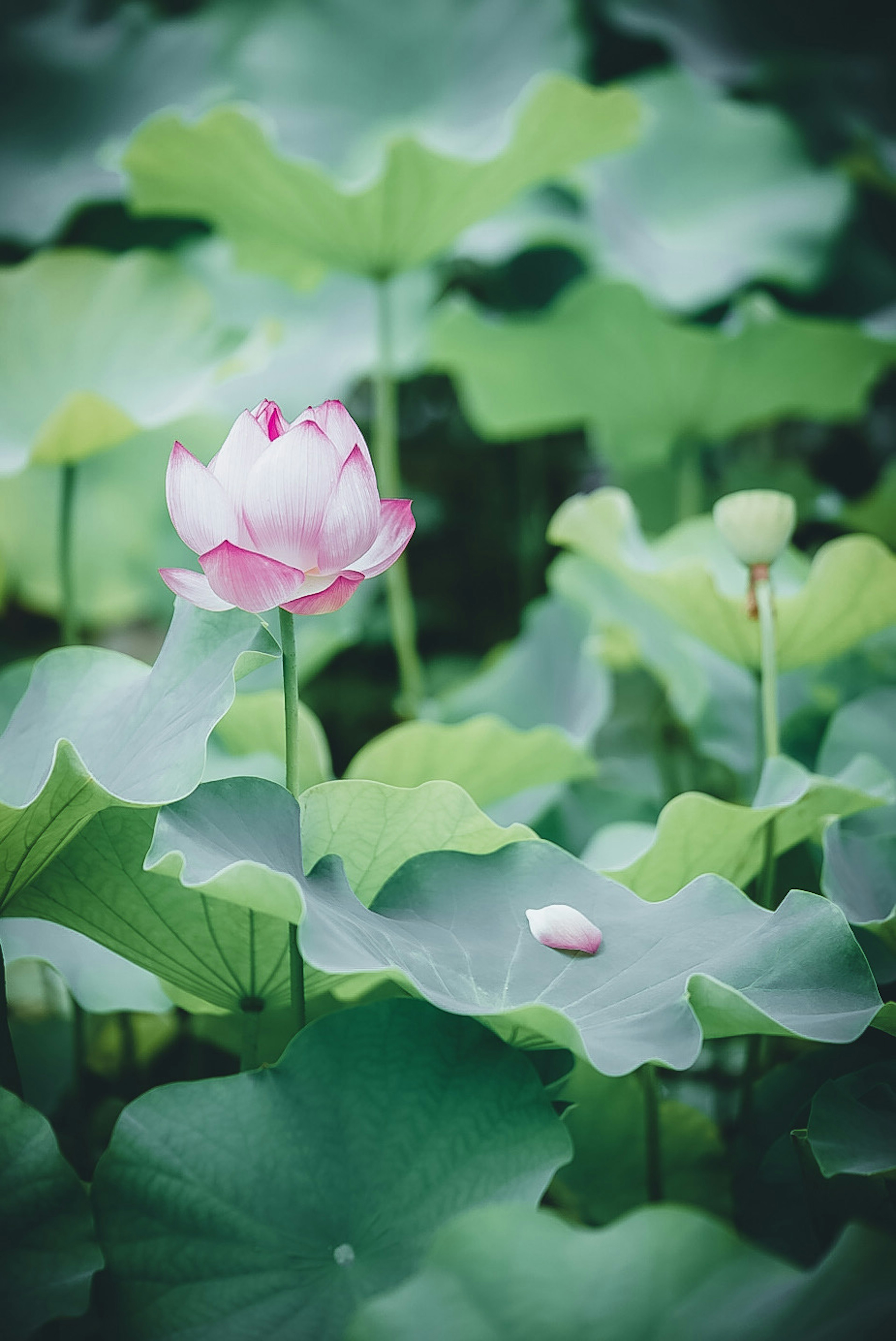 粉色莲花在绿色叶子之间盛开