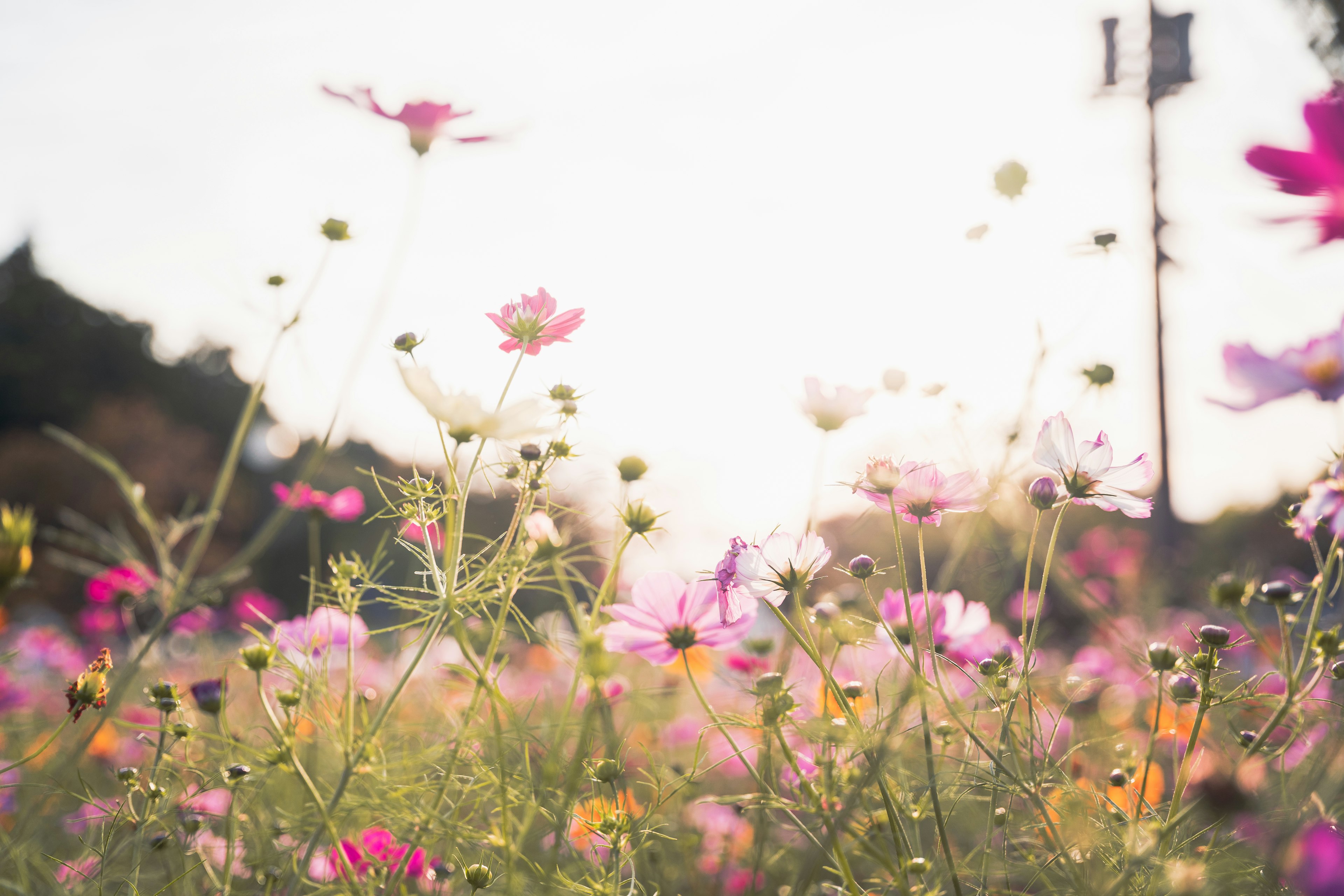 A field of colorful cosmos flowers blooming under soft light