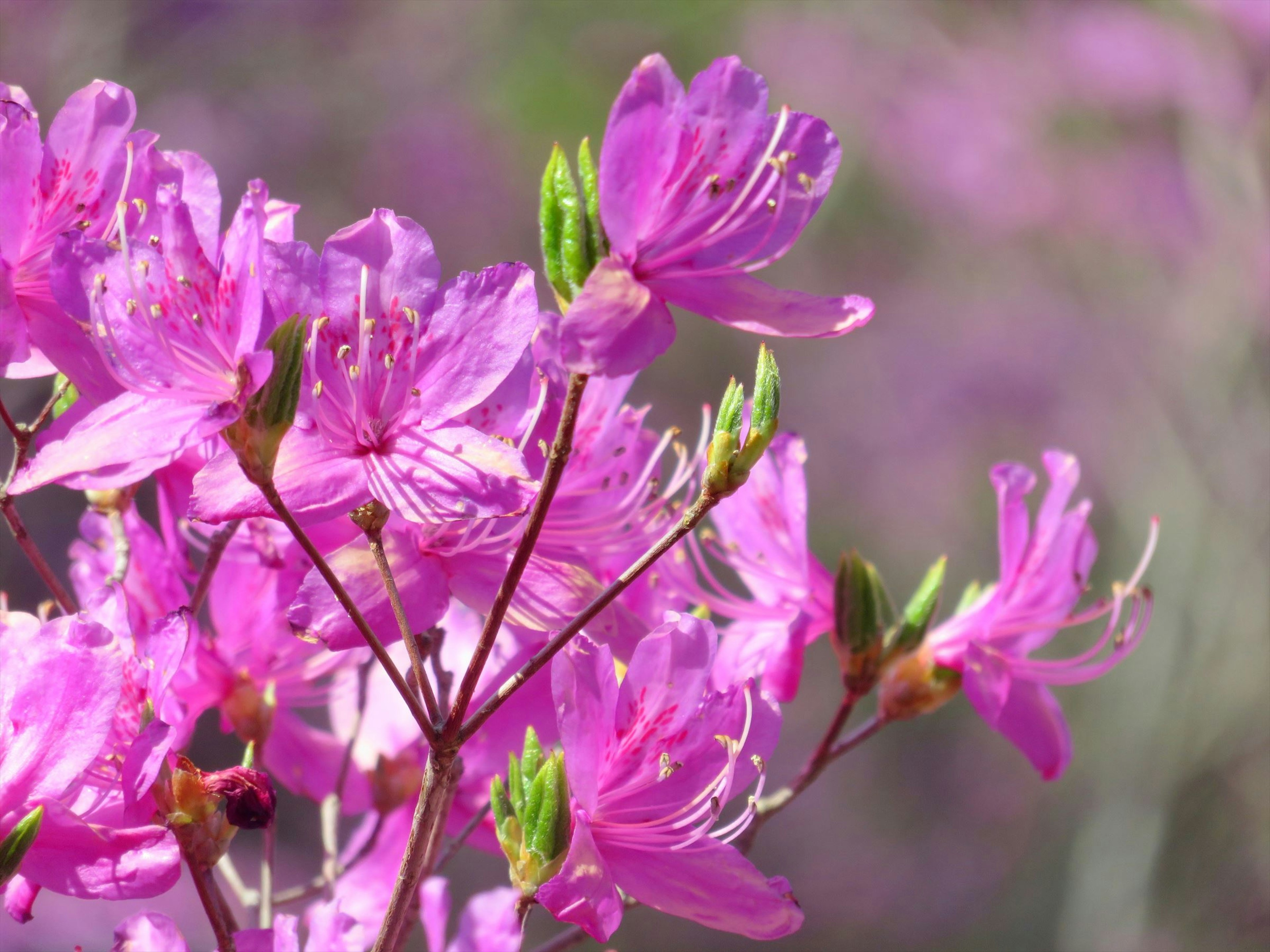 Close-up bunga pink cerah di cabang yang sedang mekar