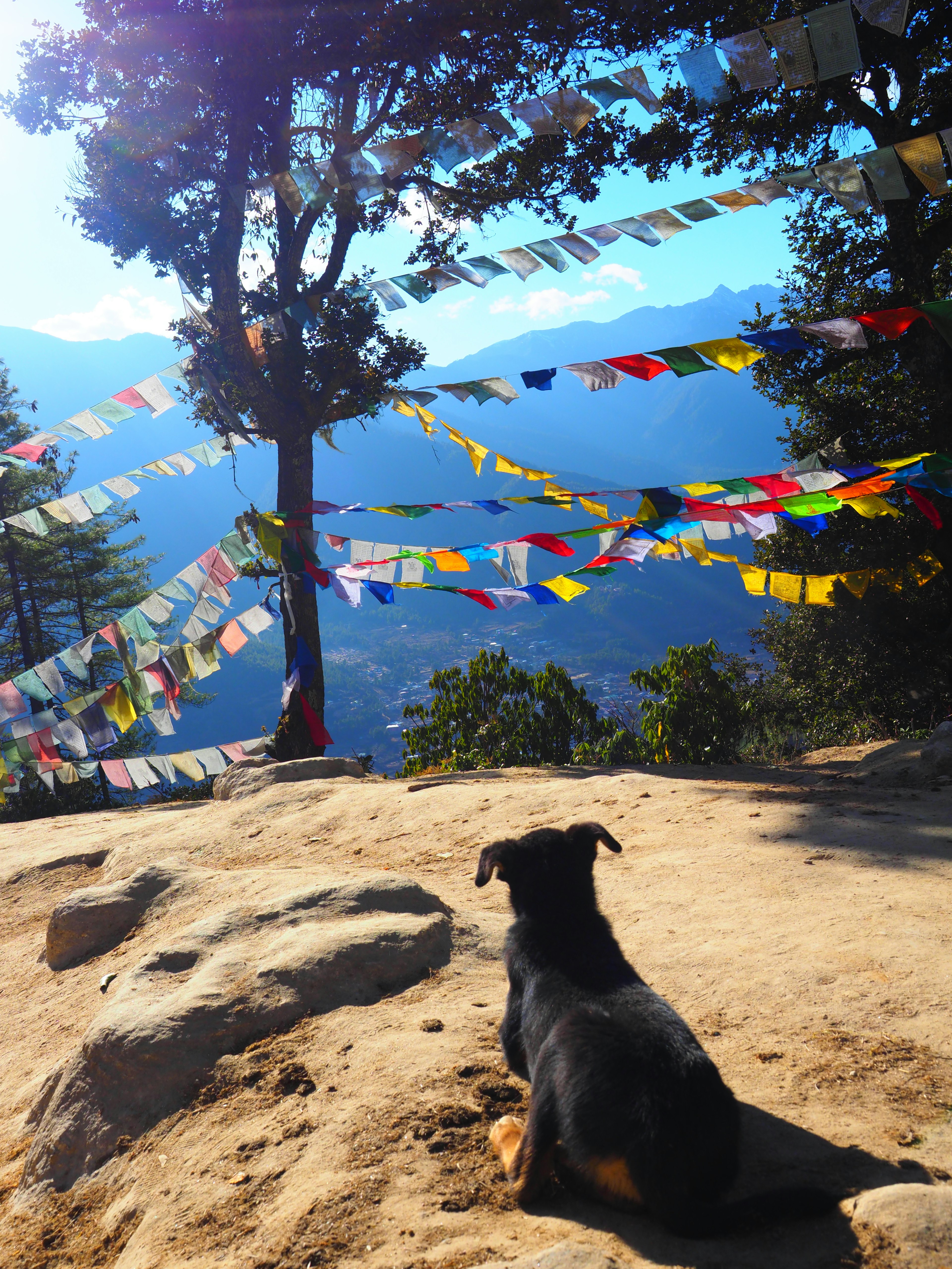 Perro mirando la vista de la montaña con banderas de oración coloridas