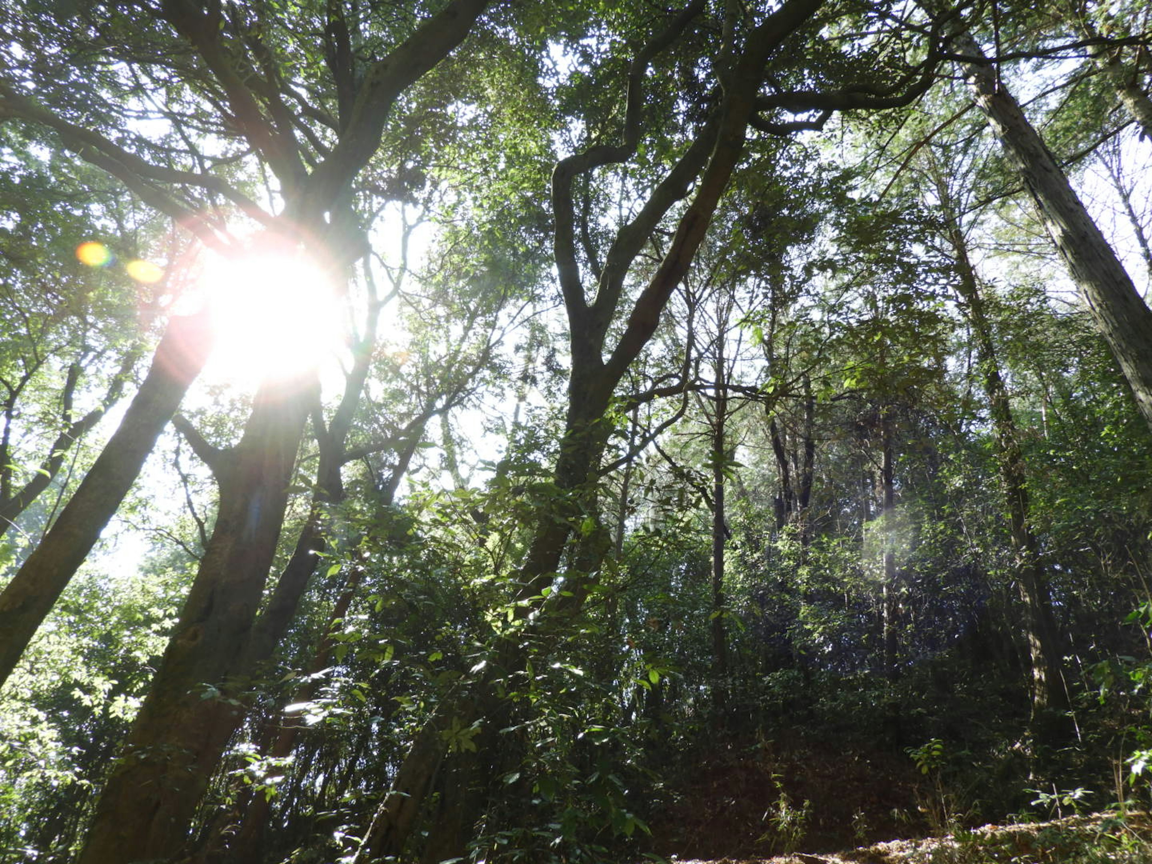 Sunlight filtering through lush green trees in a dense forest