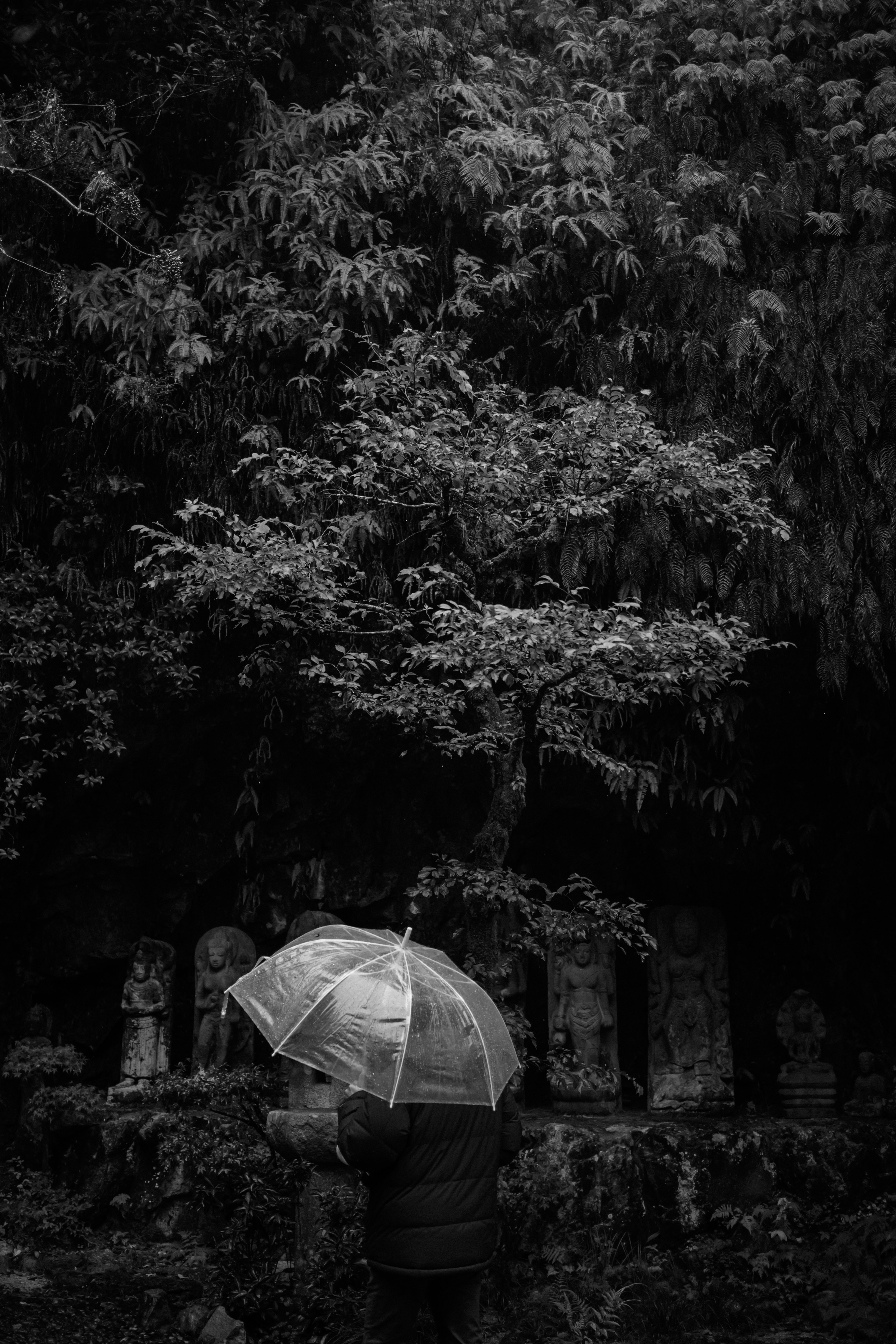 黑暗背景中，手持透明雨伞的人在树和石像前