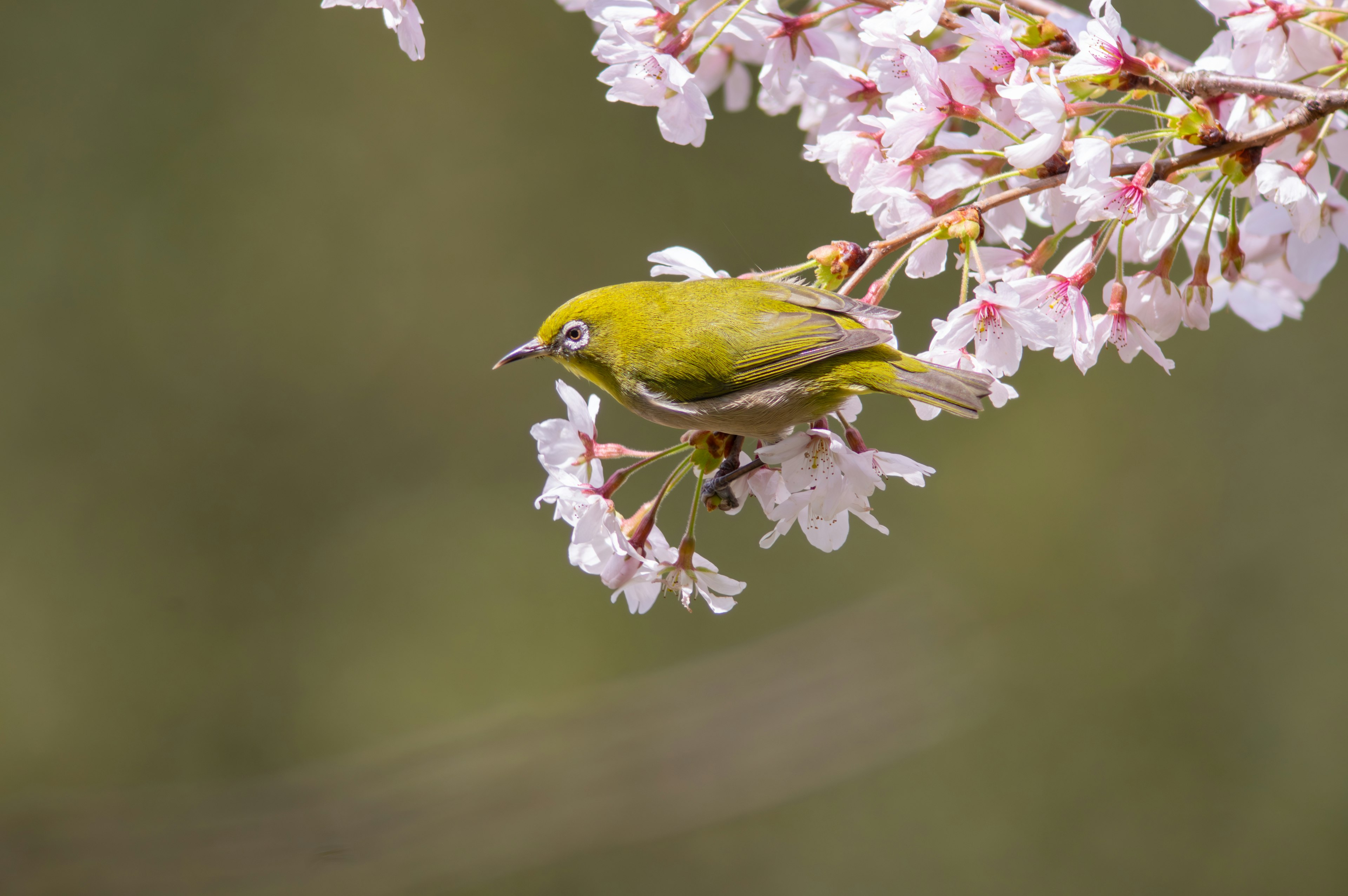 Ein kleiner gelber Vogel sitzt zwischen rosa Kirschblüten