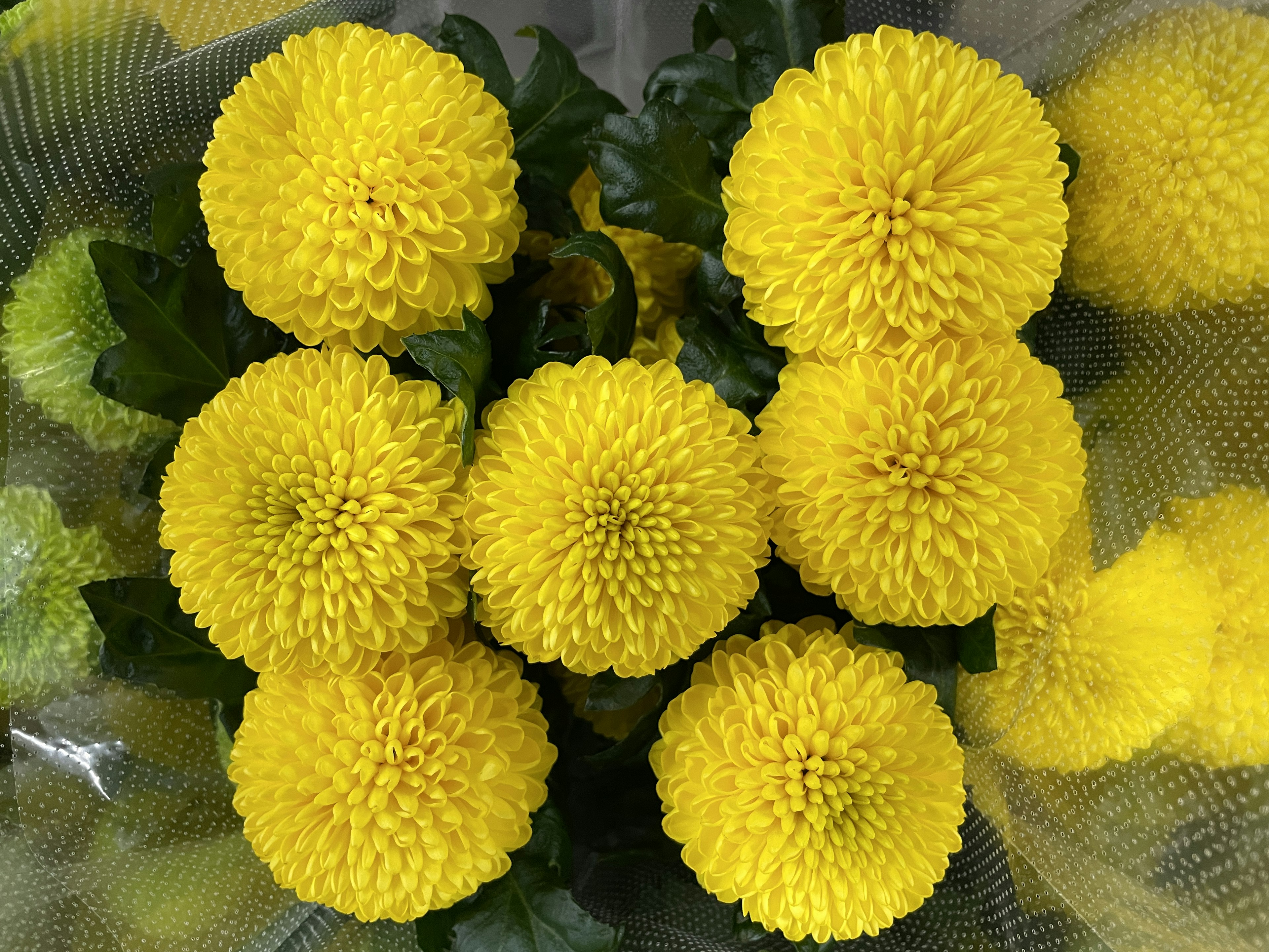 A vibrant bouquet of yellow chrysanthemums arranged beautifully