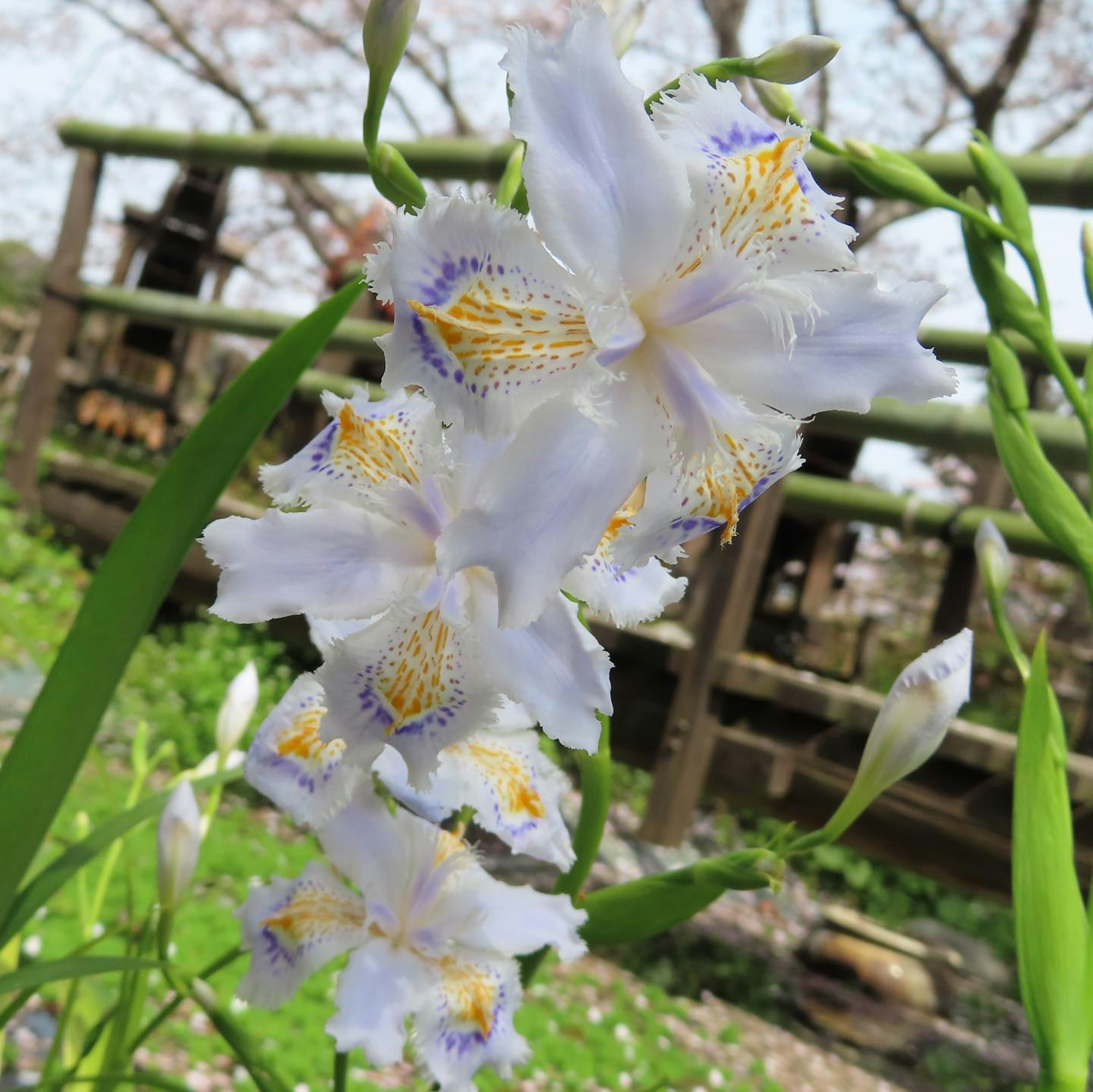 美麗的白色花朵，帶有複雜的紫色和黃色細節，襯托著綠色葉子