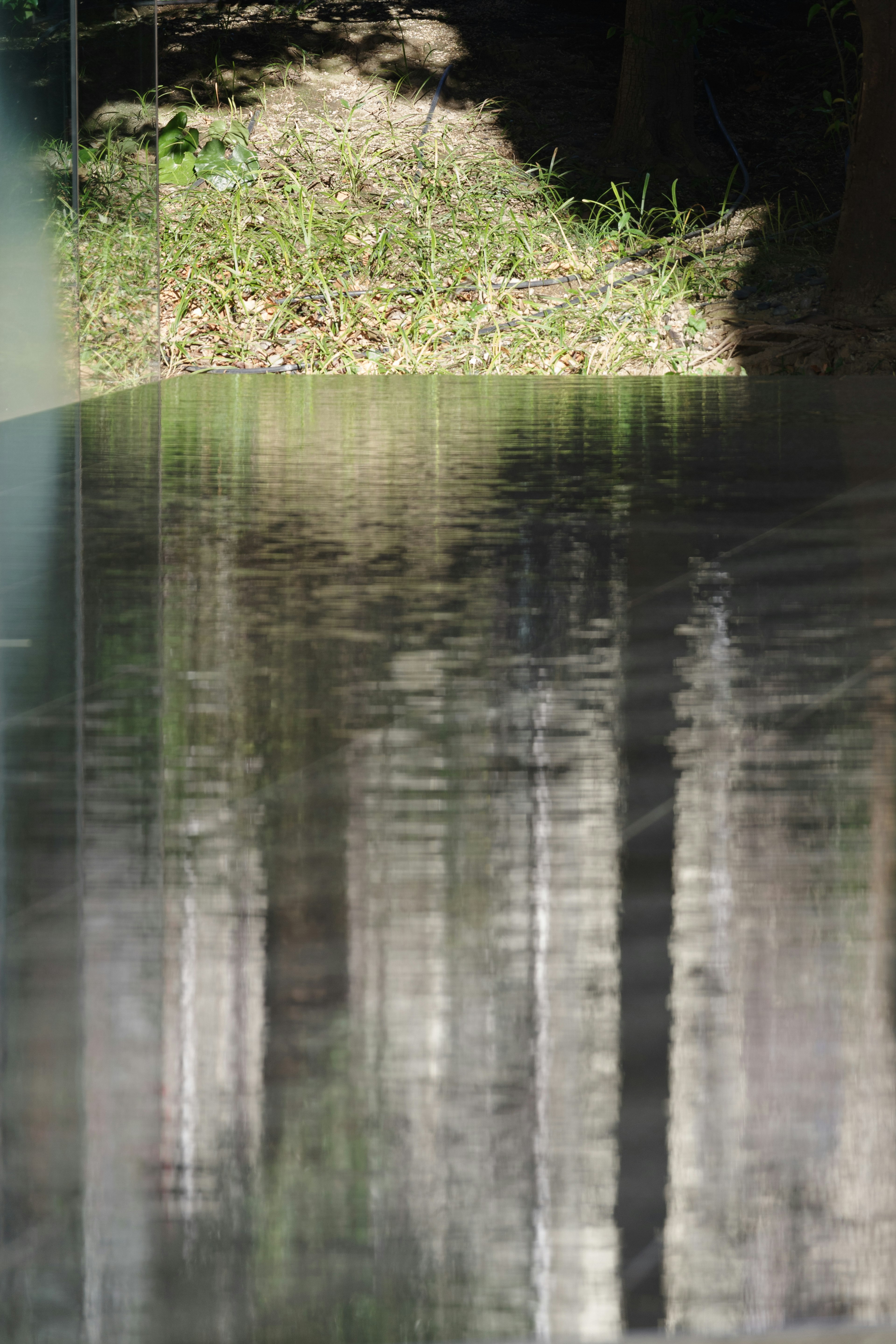 Refleksi pohon di permukaan air tenang dengan vegetasi di sekitarnya