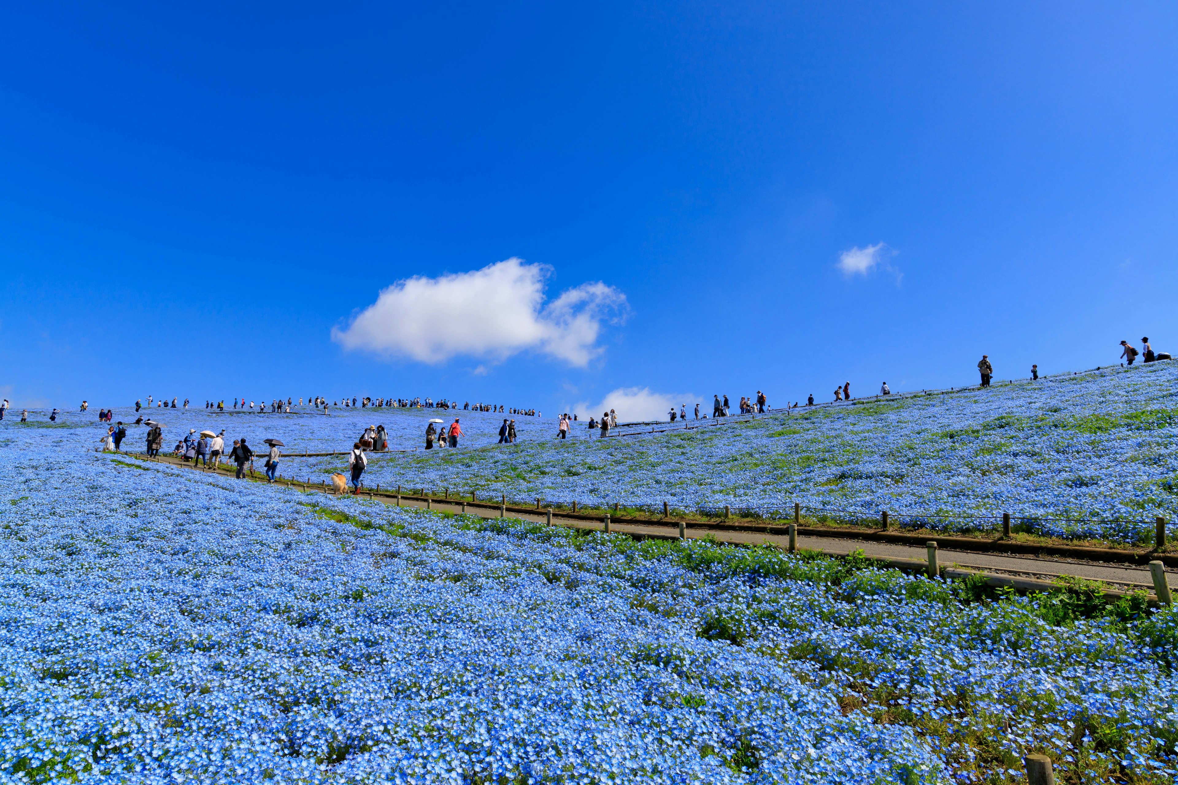 Vast hill covered in blue flowers with visitors walking