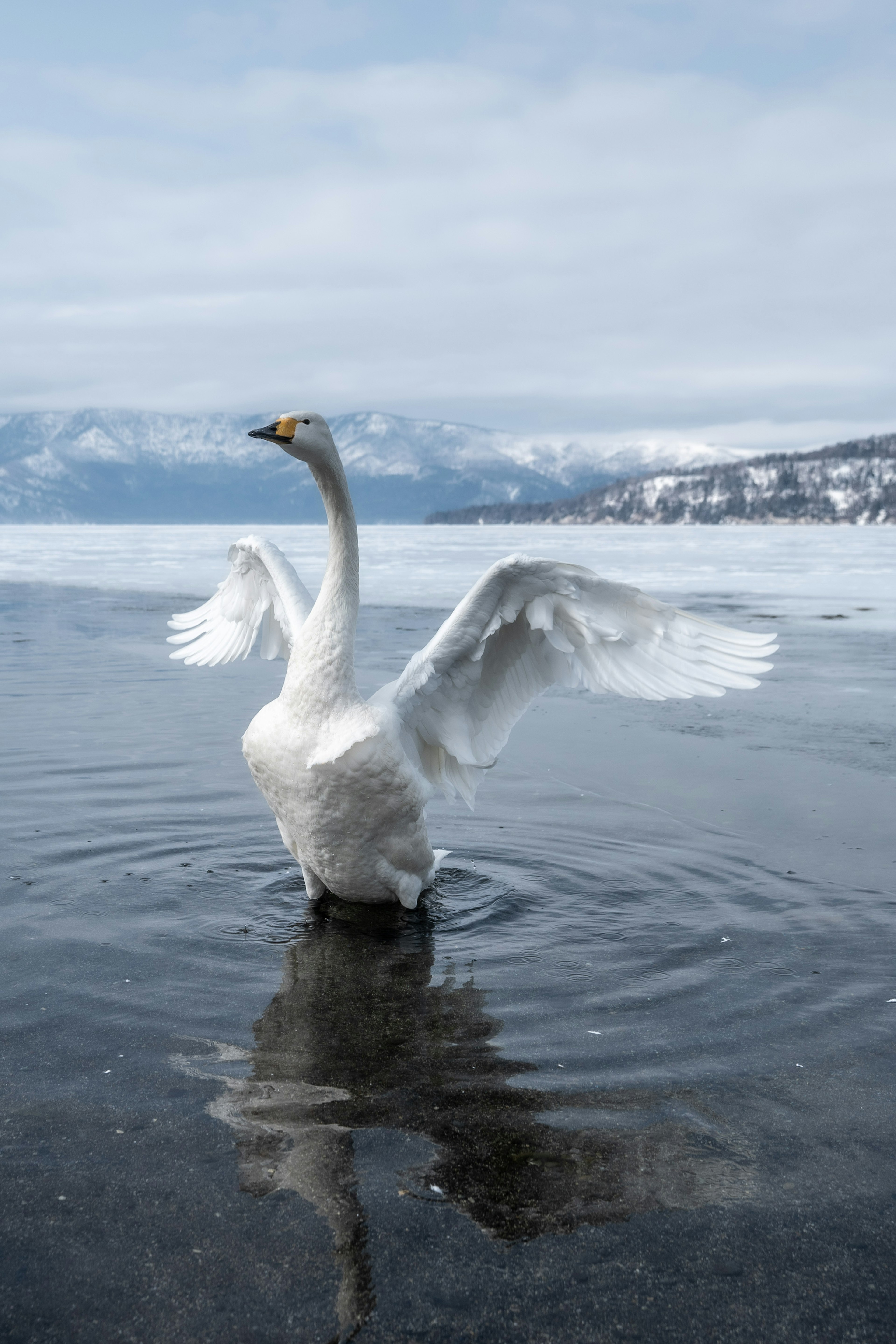 Un cygne déployant ses ailes sur la surface de l'eau