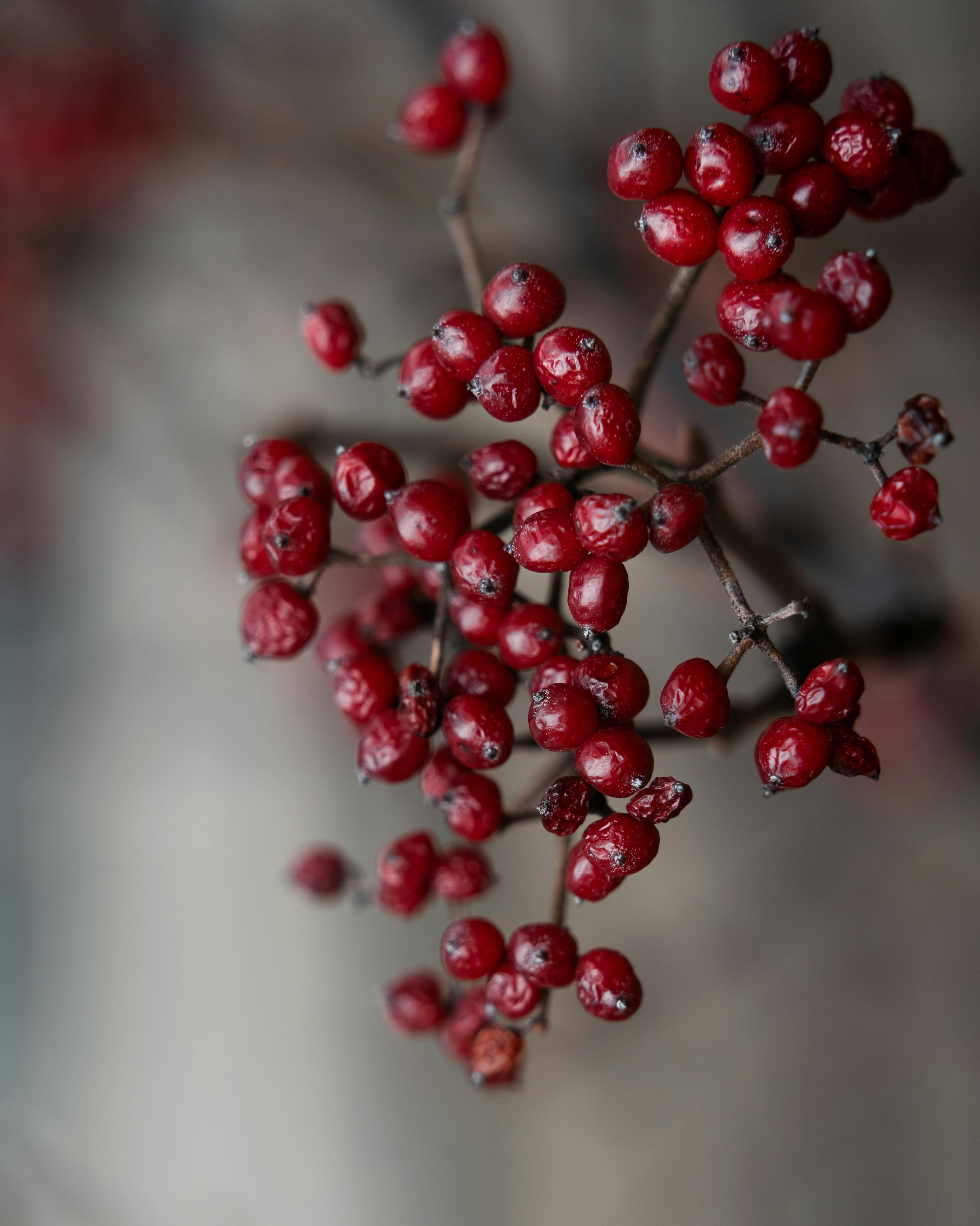 Close-up dari cabang dengan banyak beri merah