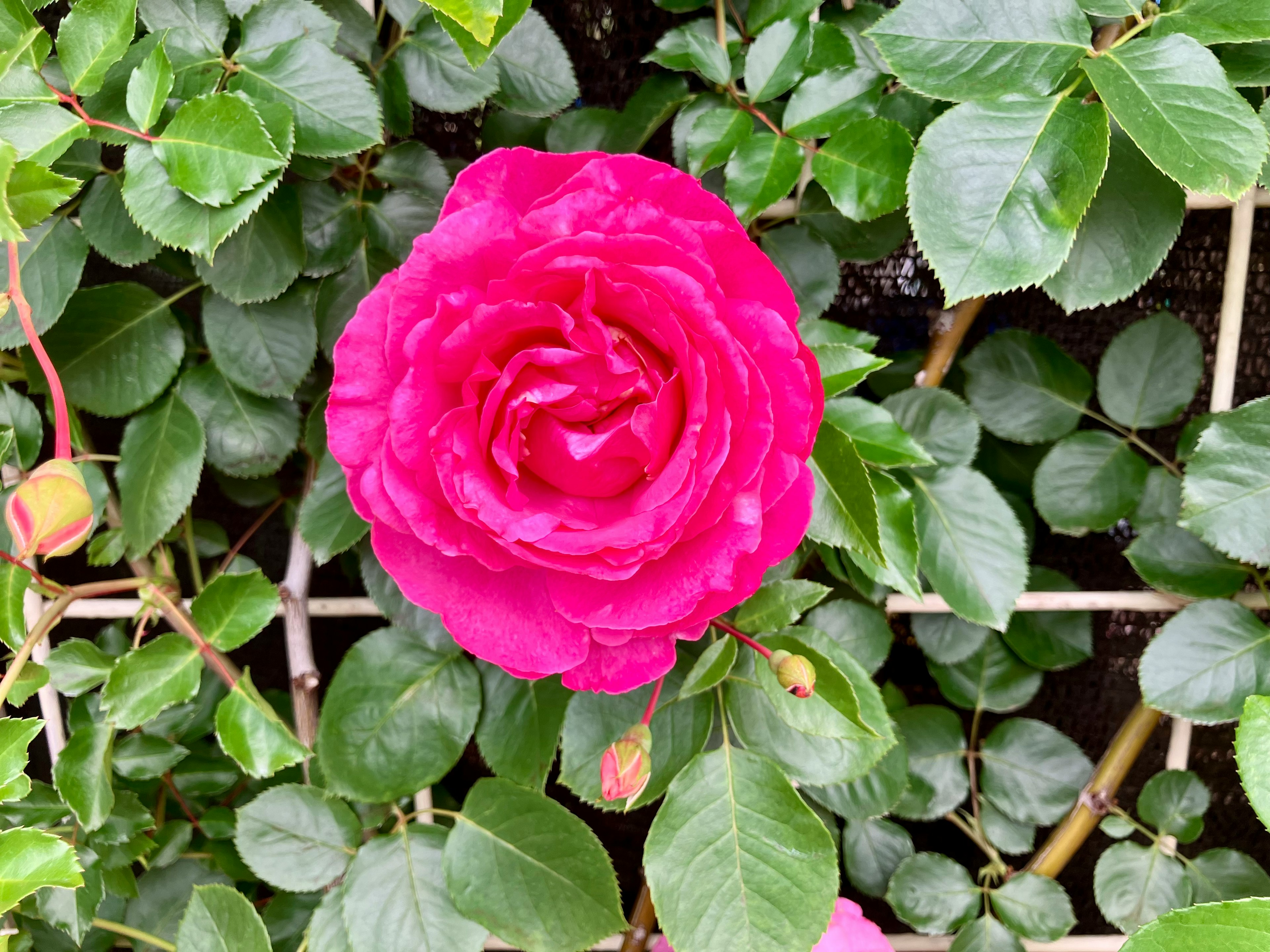 Vibrant pink rose surrounded by green leaves