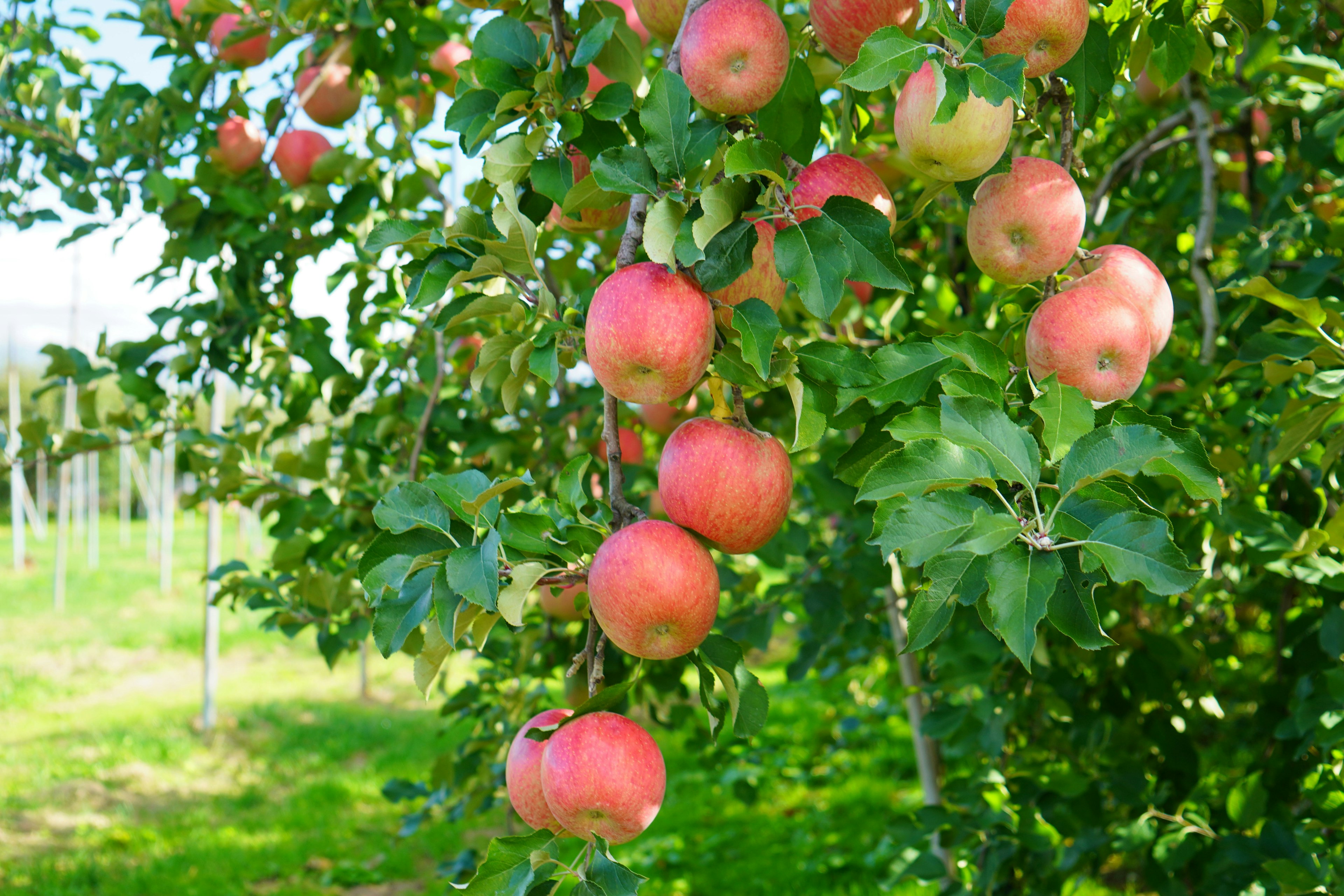 Pommes rouges suspendues à une branche d'arbre