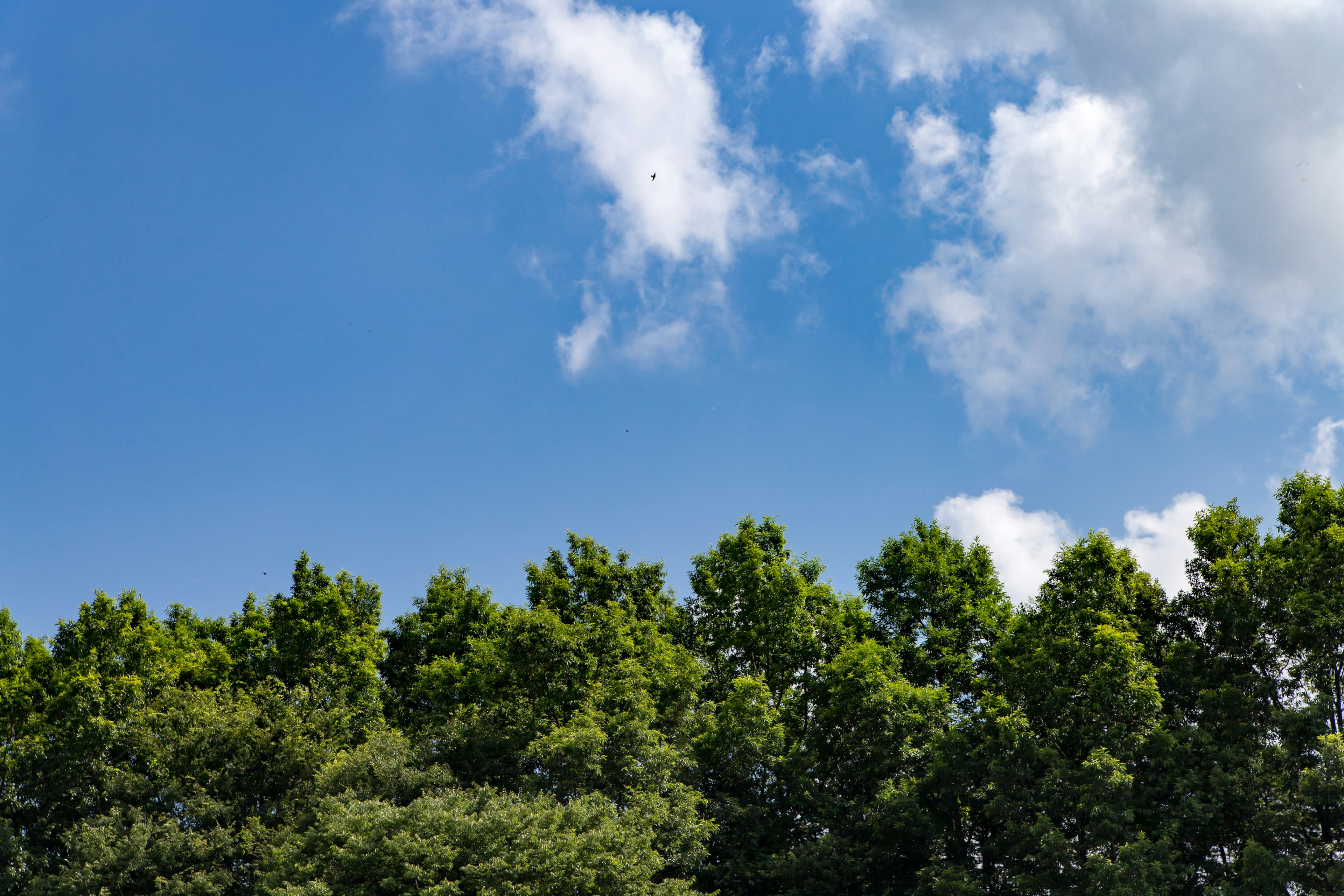 Árboles verdes exuberantes contra un cielo azul con nubes blancas