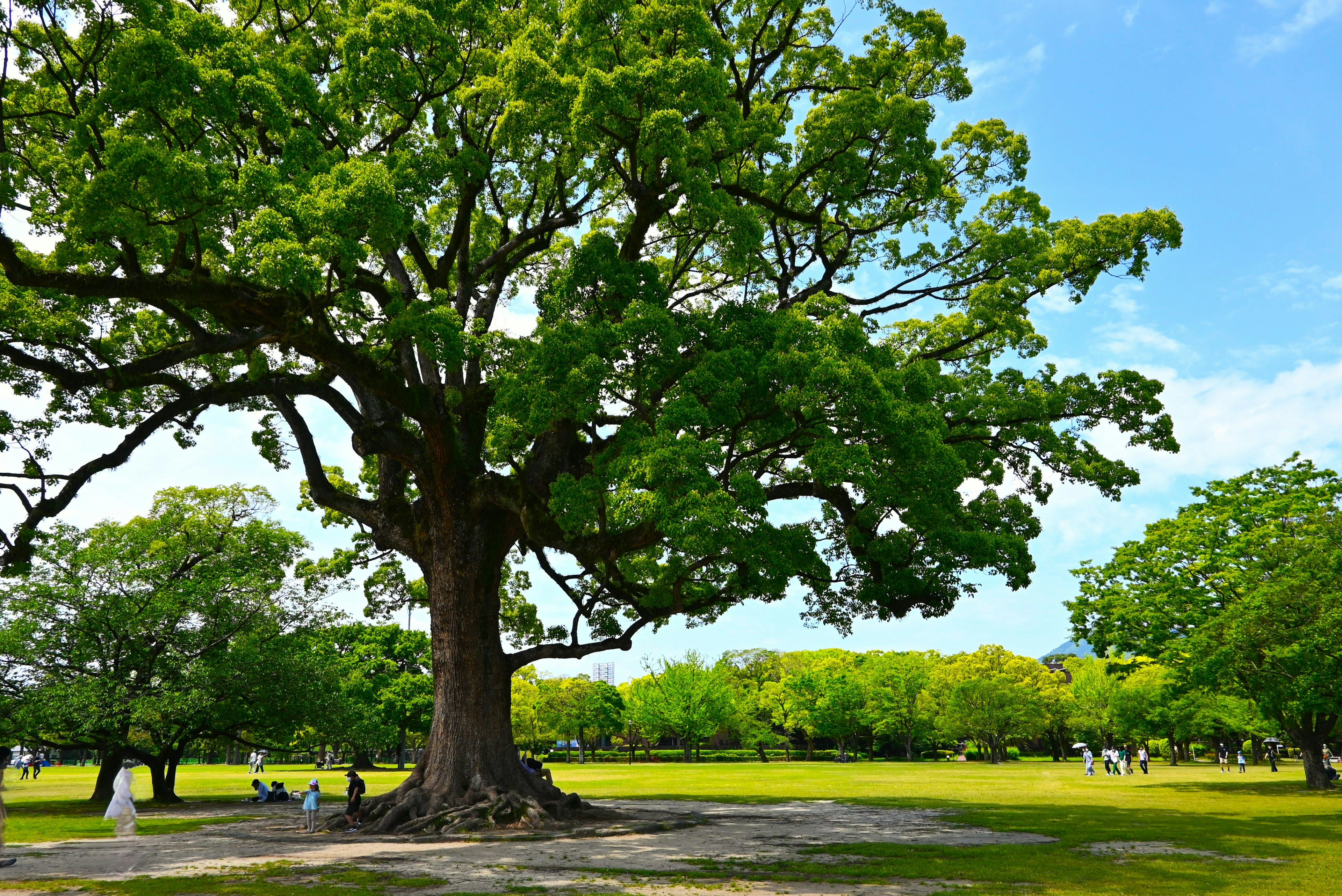 大きな緑の木と青い空の下に広がる公園の景色