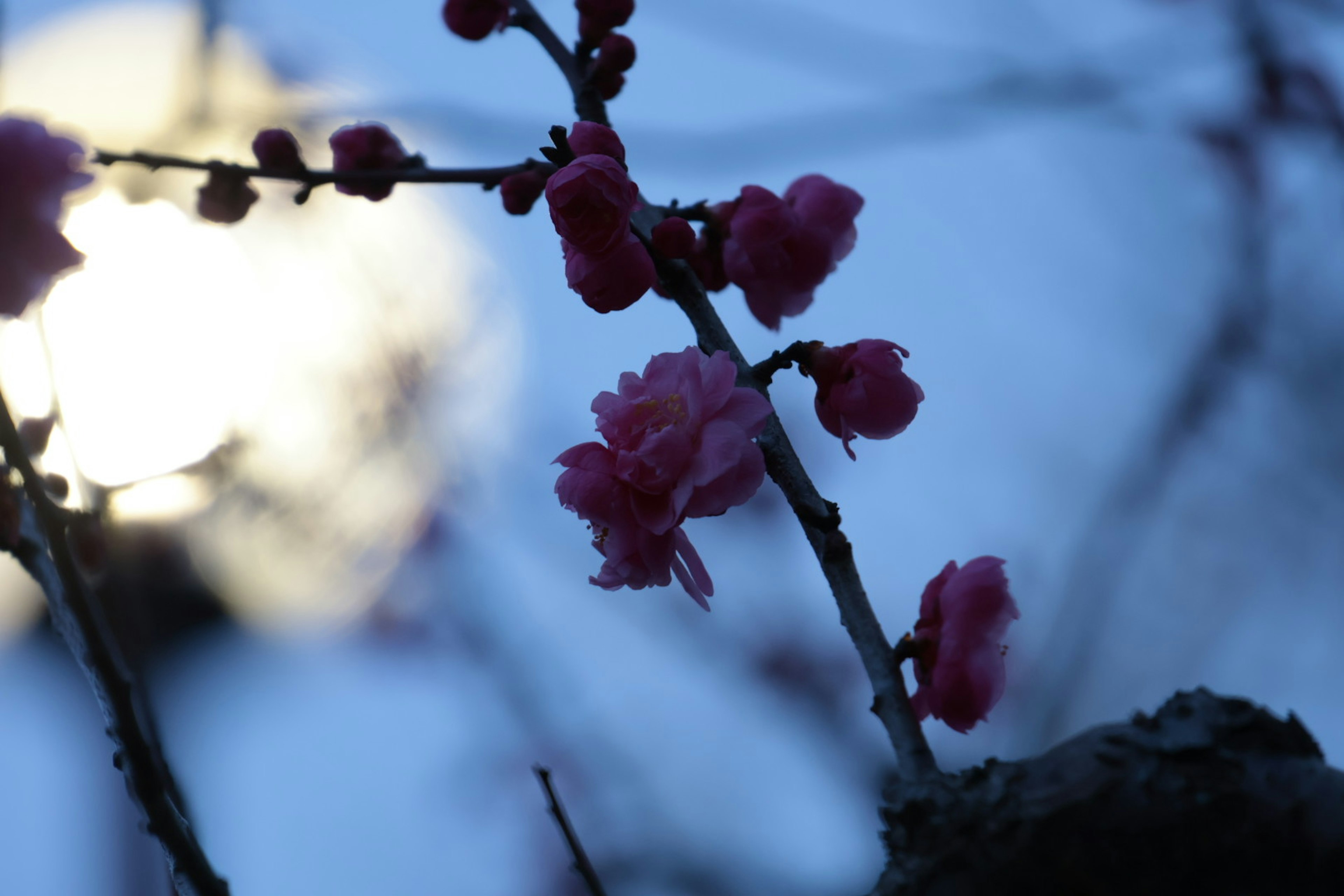 薄暗い青い背景に咲くピンクの花とぼんやりした光