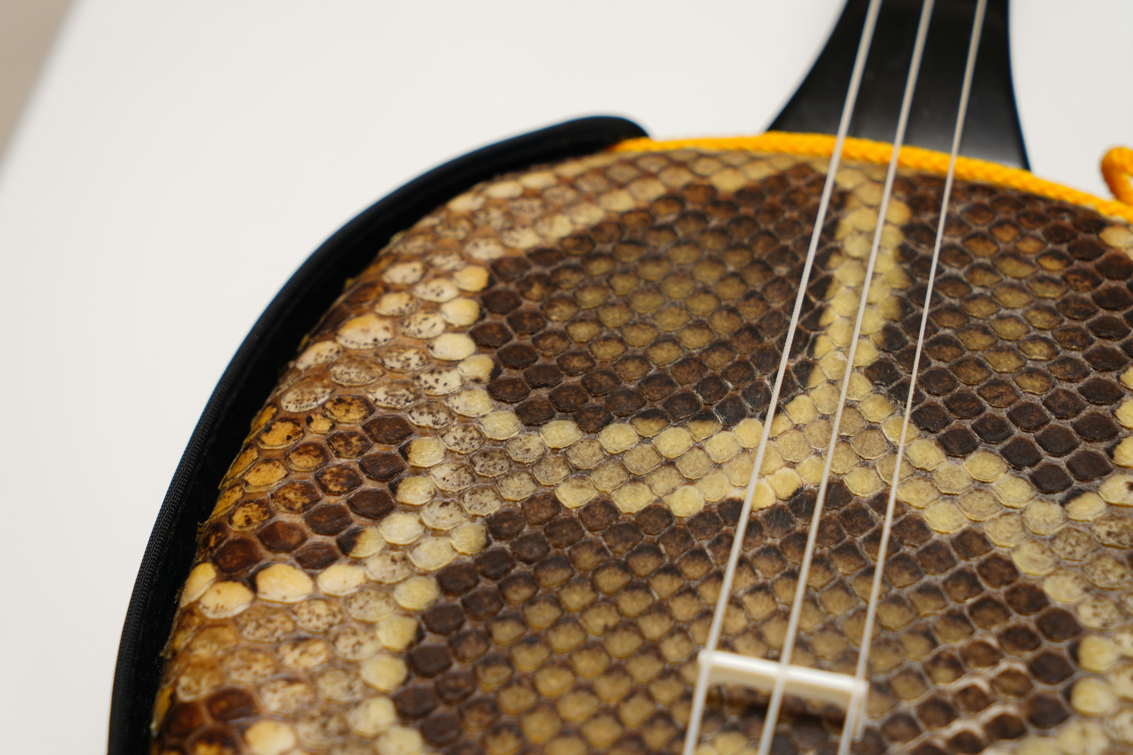 Close-up of a string instrument decorated with snake skin